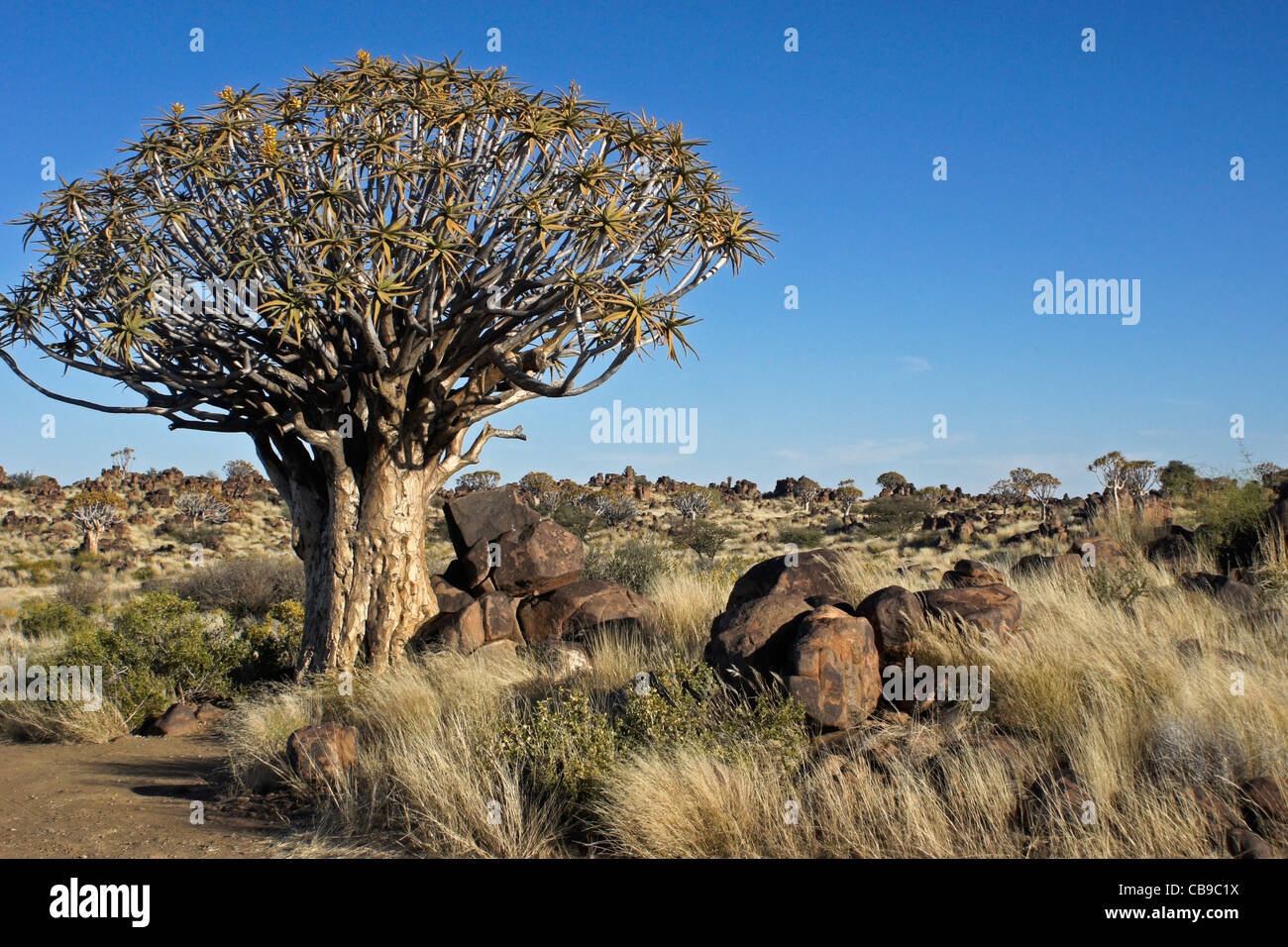 Quivertree forest at Garas Quiver Tree Park, Gariganus Farm, Namibia Stock Photo