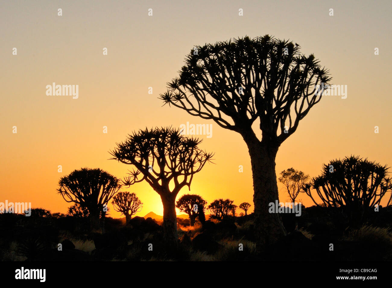Quivertrees at sunrise, Namibia Stock Photo