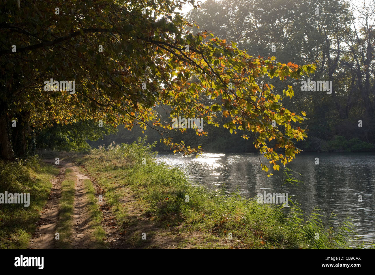 Spreading branches with Autumn foliage overhanging pathway along the