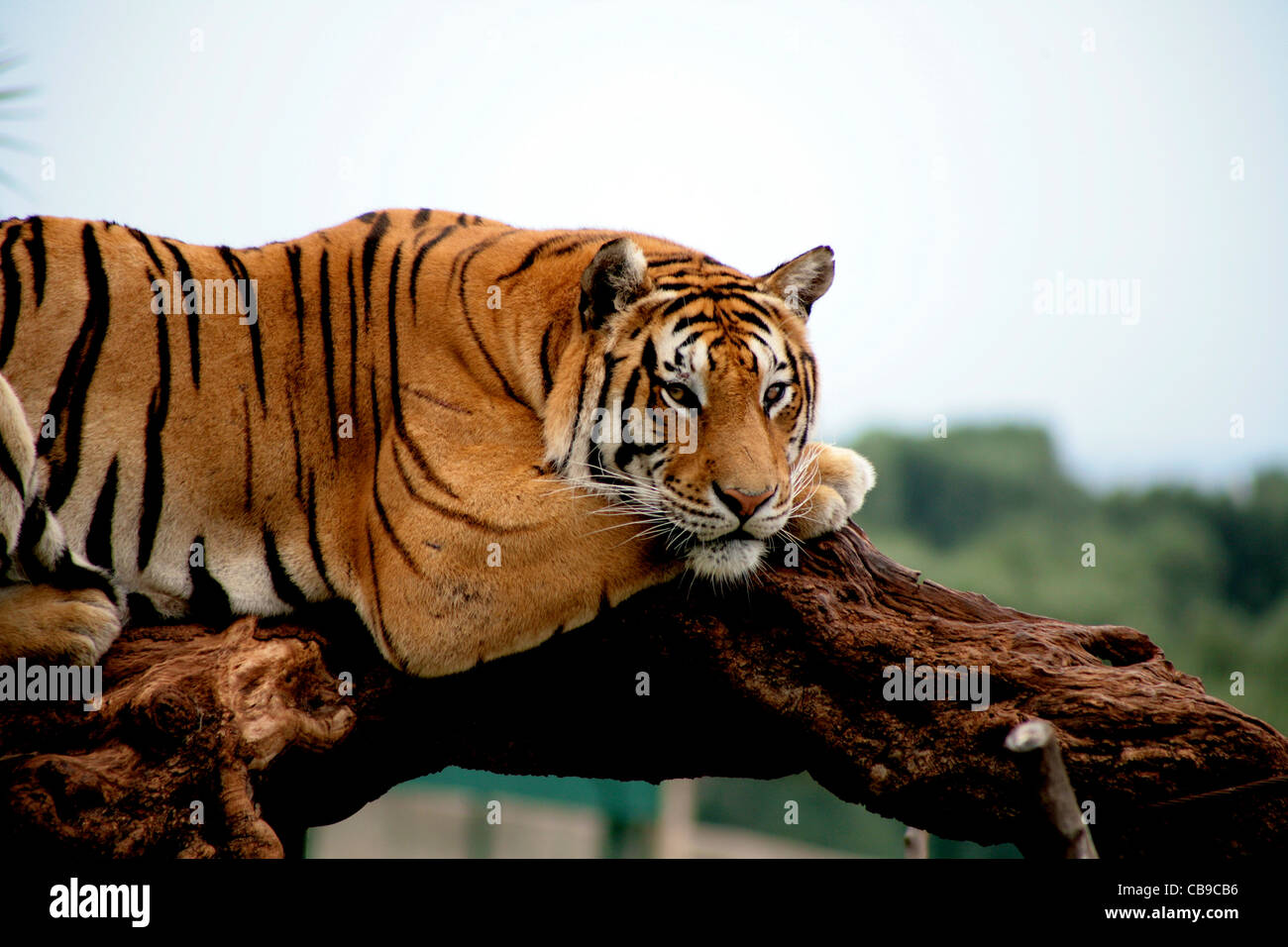 Tiger on a tree resting Stock Photo