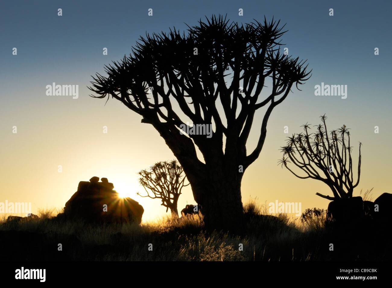 Quivertrees at sunrise, Namibia Stock Photo