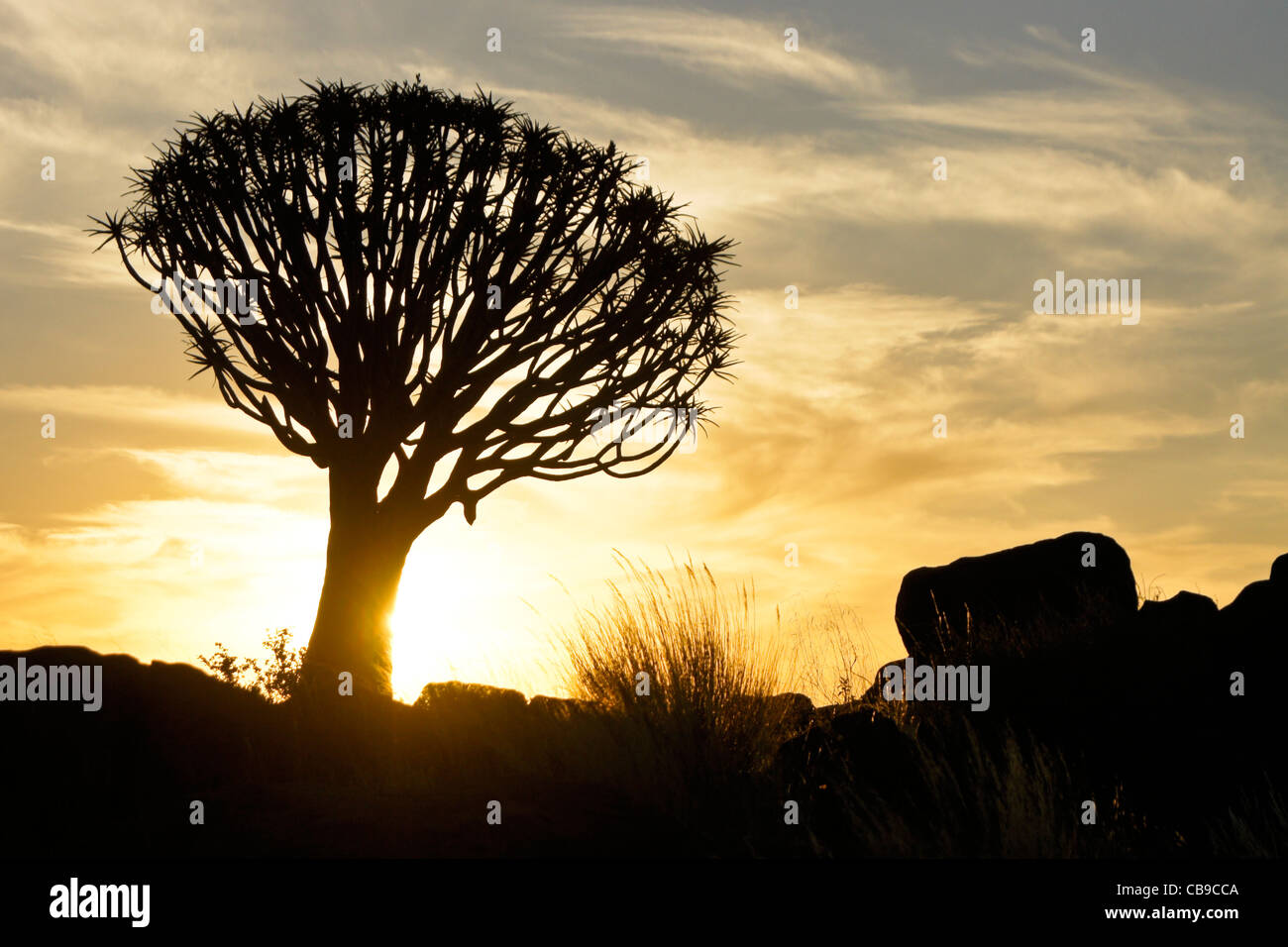 Quivertree at sunset, Namibia Stock Photo