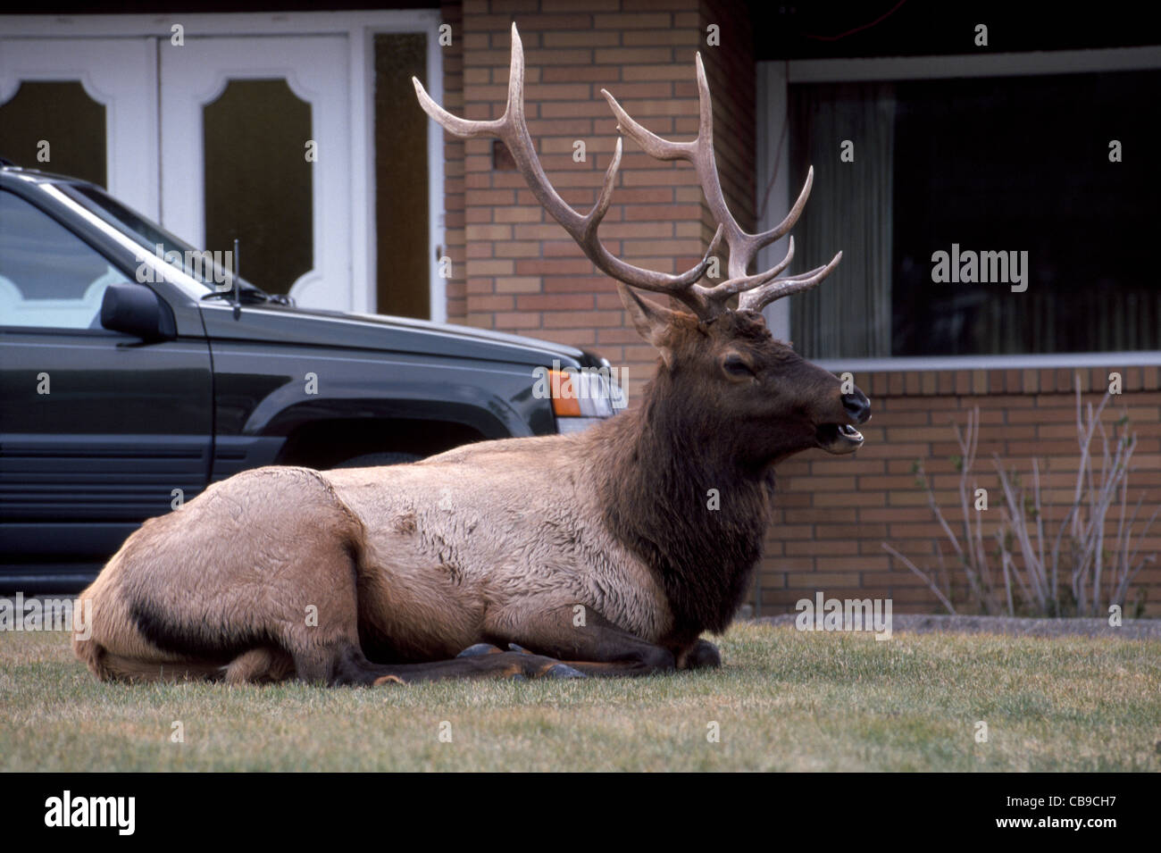 A bull elk with a handsome rack of antlers rests on the lawn of a home in the resort town of Banff in Alberta, Canada, where elks are a common sight. Stock Photo