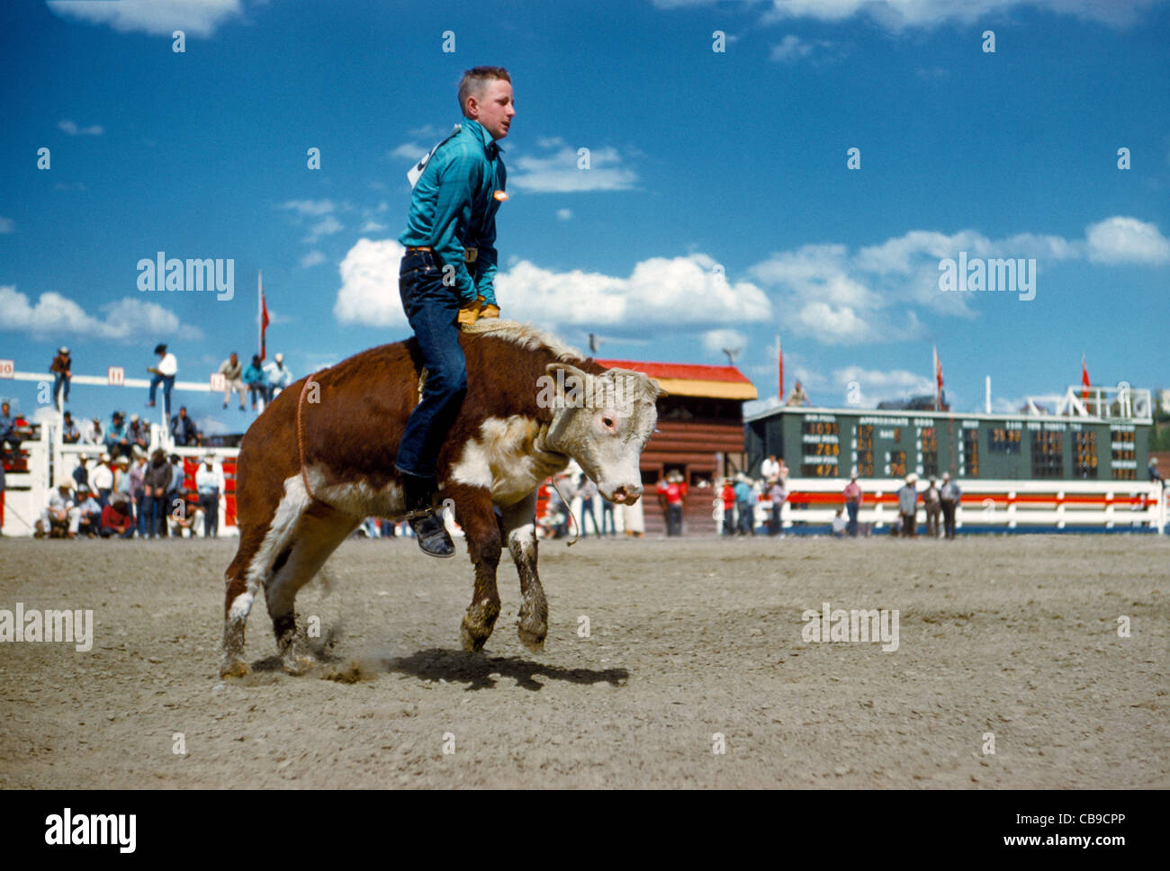 A young cowboy is determined to ride a young bucking steer during rodeo competition at the annual Calgary Stampede in Calgary, Alberta, Canada. Stock Photo