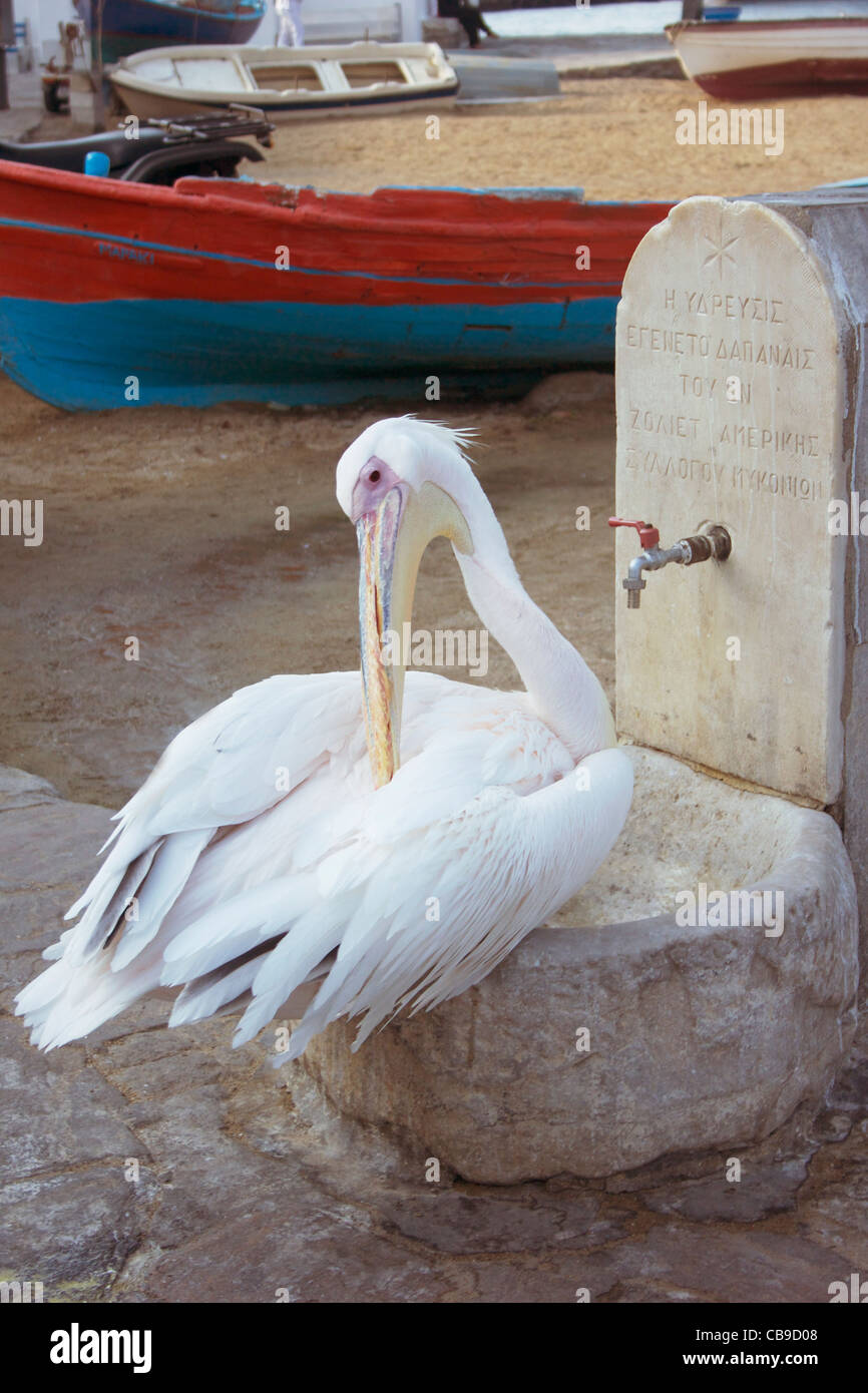 Pelican grooming himself at a watering hole on the island of Mykonos, Greece. Stock Photo