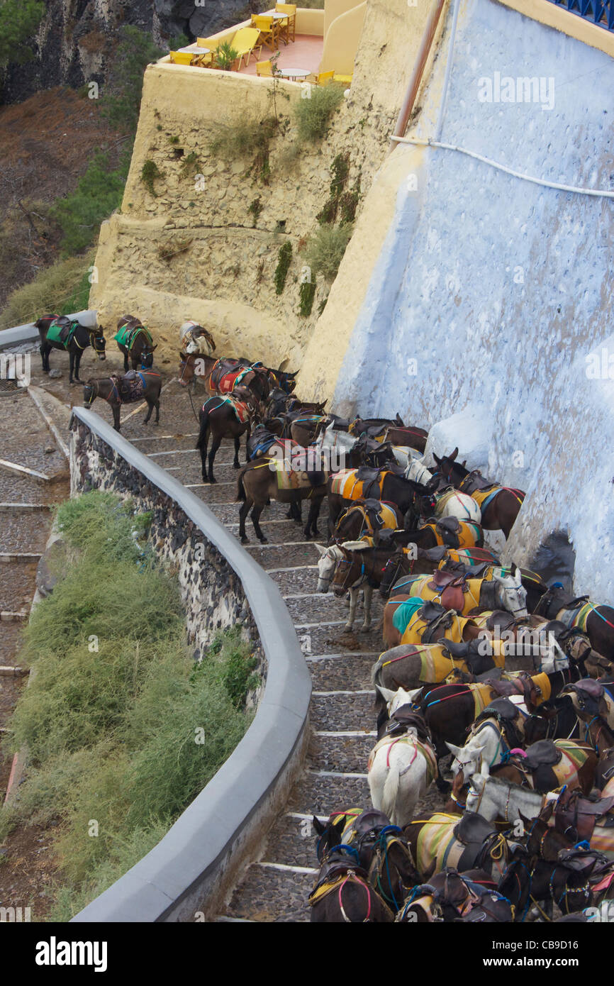 Donkeys lined up on an outdoor staircase for transporting tourists around the island of Santorini, Greece. Stock Photo