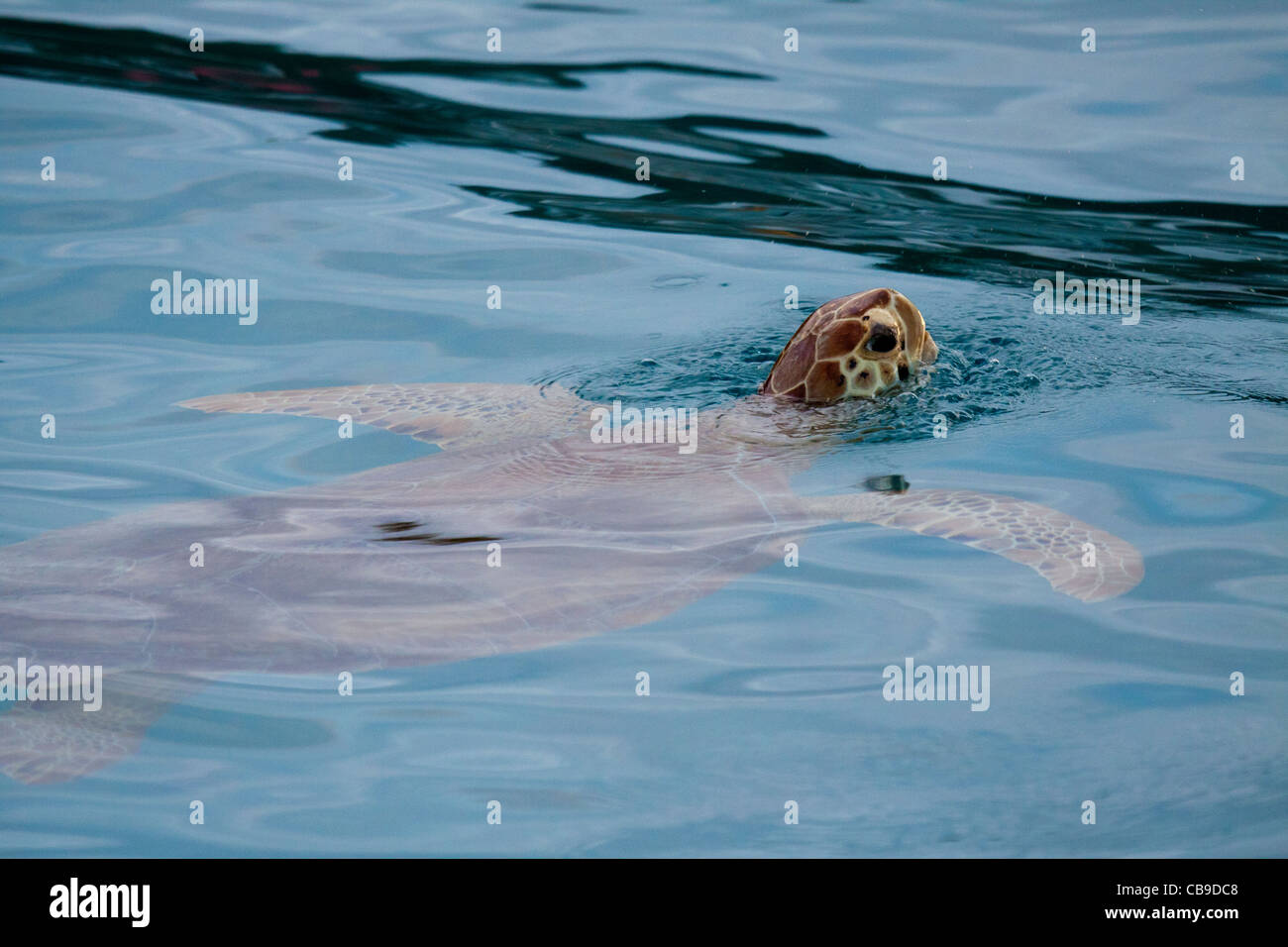 Giant green sea turtle swimming and popping its head above water to breathe Stock Photo