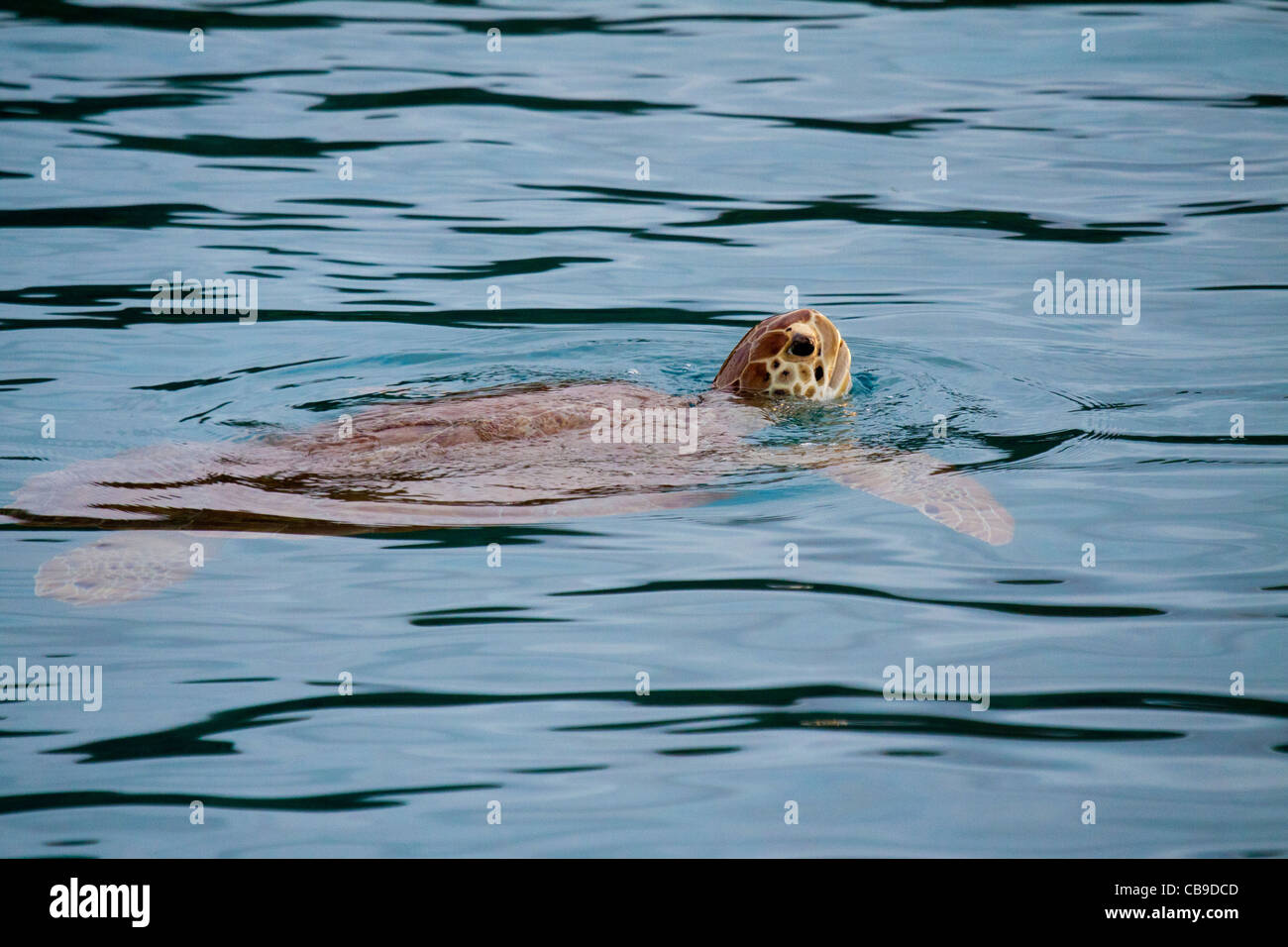 Giant green sea turtle swimming and popping its head above water to breathe Stock Photo
