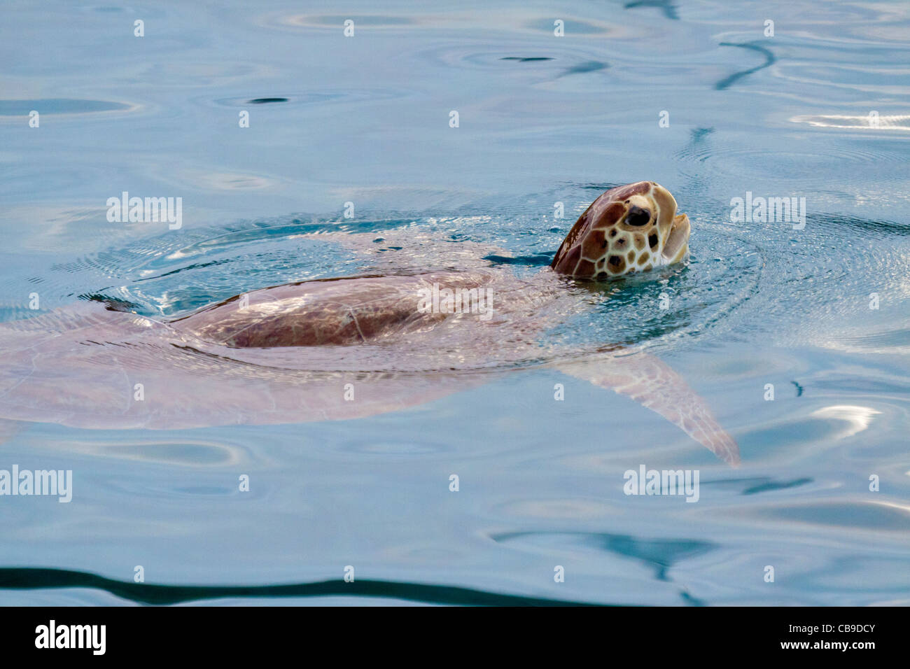 British virgin islands green turtle hires stock photography and images Alamy