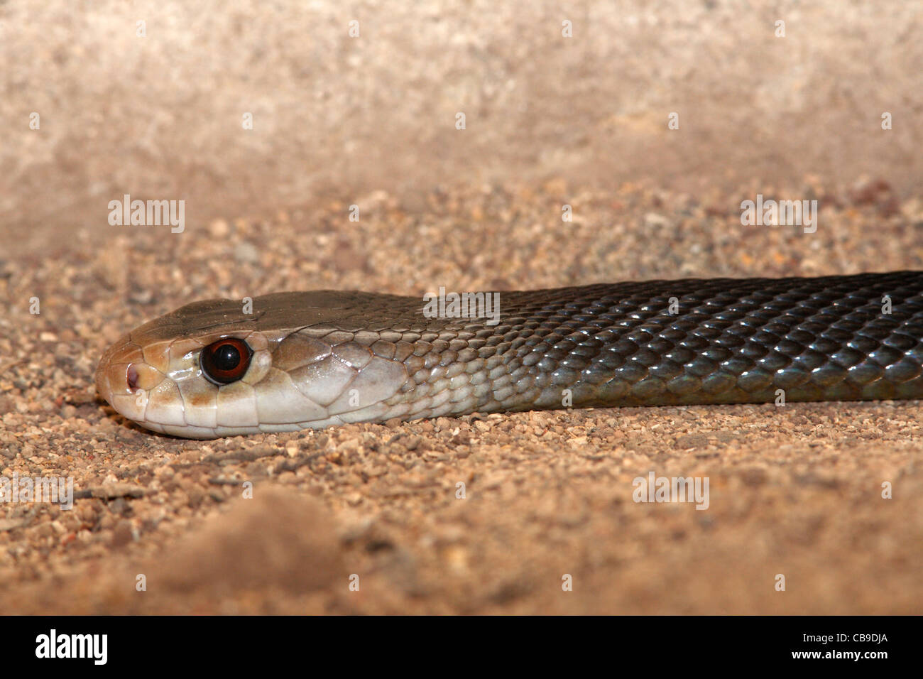 Coastal Taipan, Oxyuranus scutellatus. This snake is the third most venomous snake in the world Stock Photo
