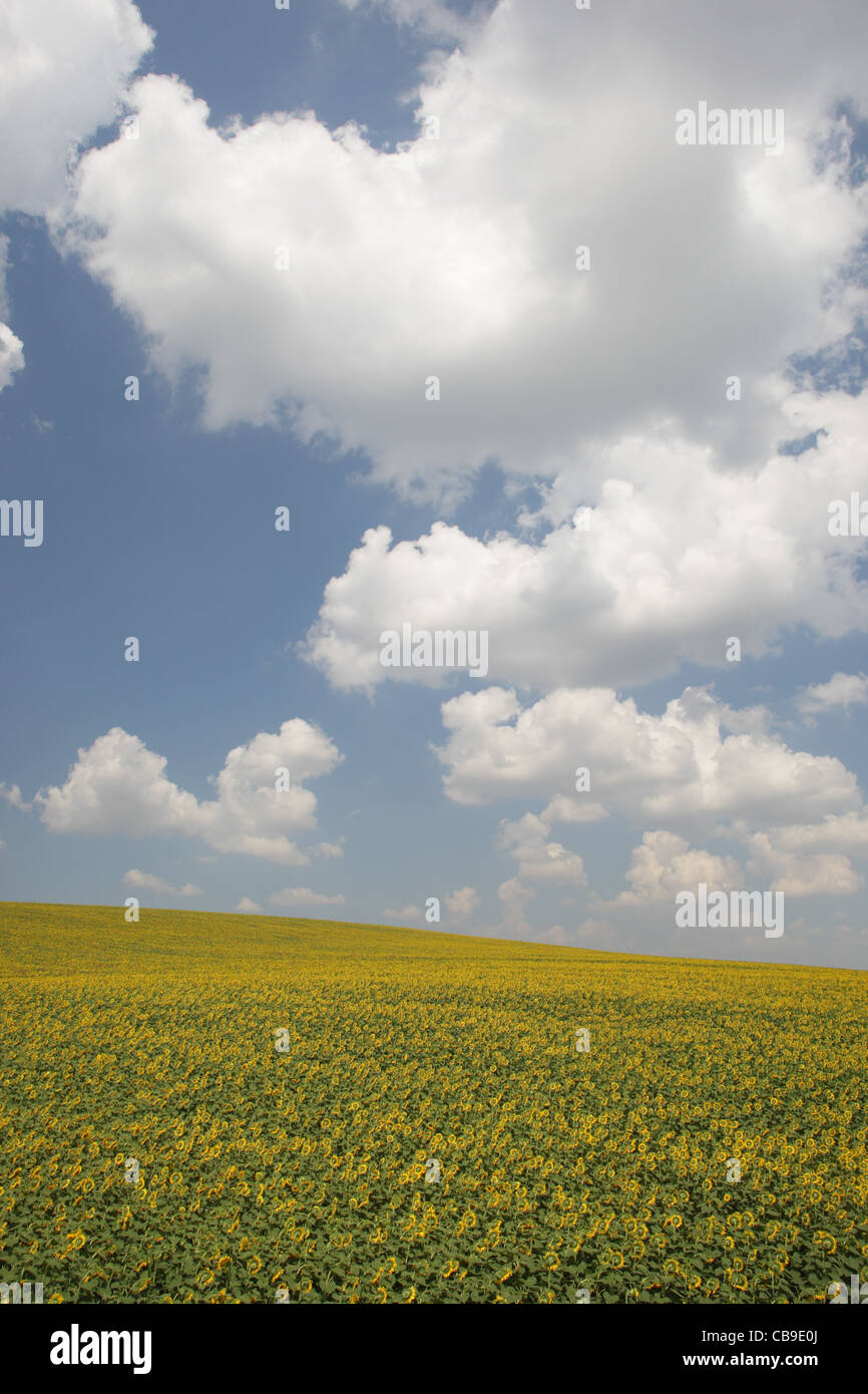 Sunflower (Helianthus annuus) fields in Bulgaria Stock Photo