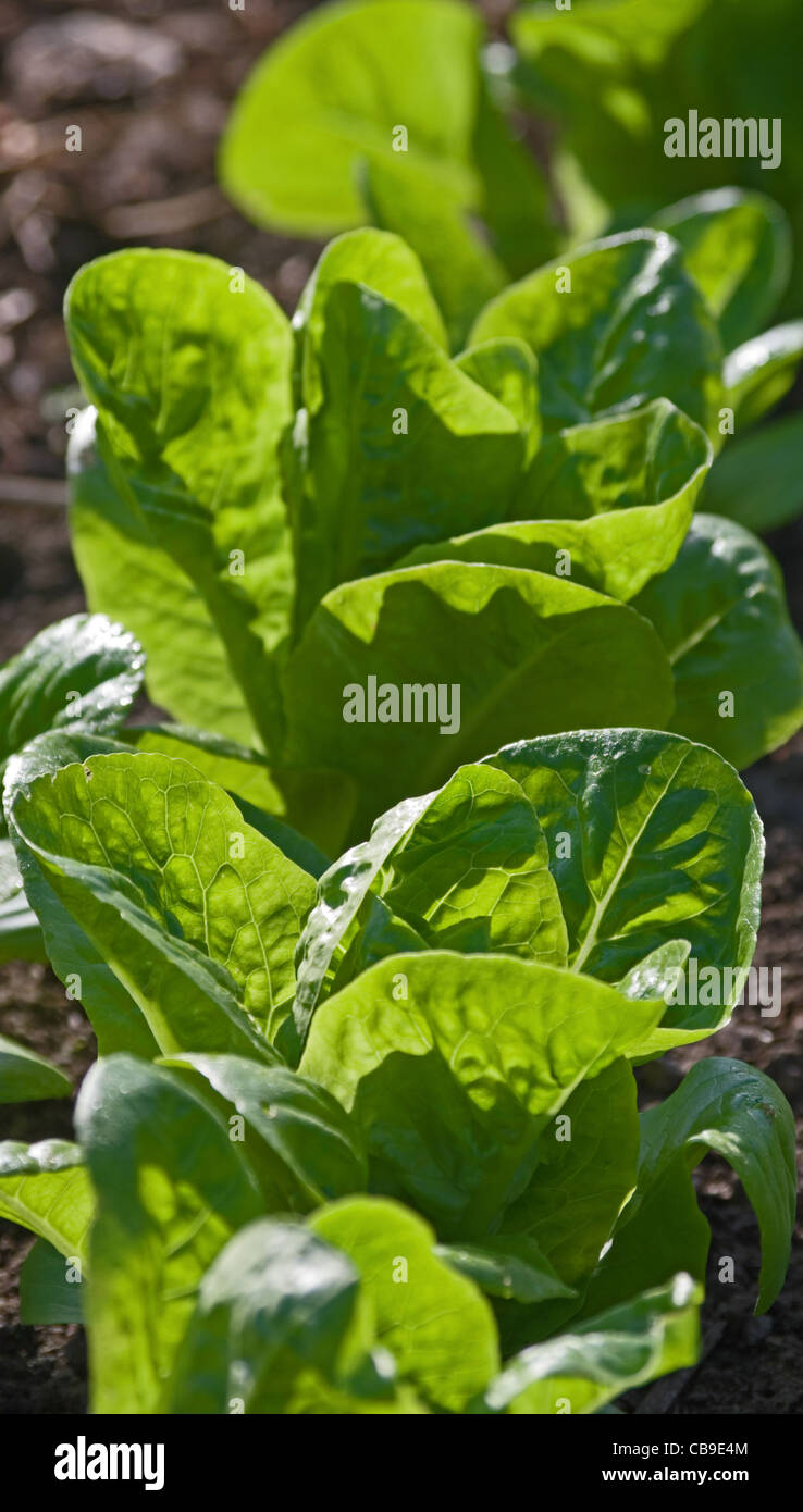 Row of Little Gem lettuce growing in vegetable garden in summer