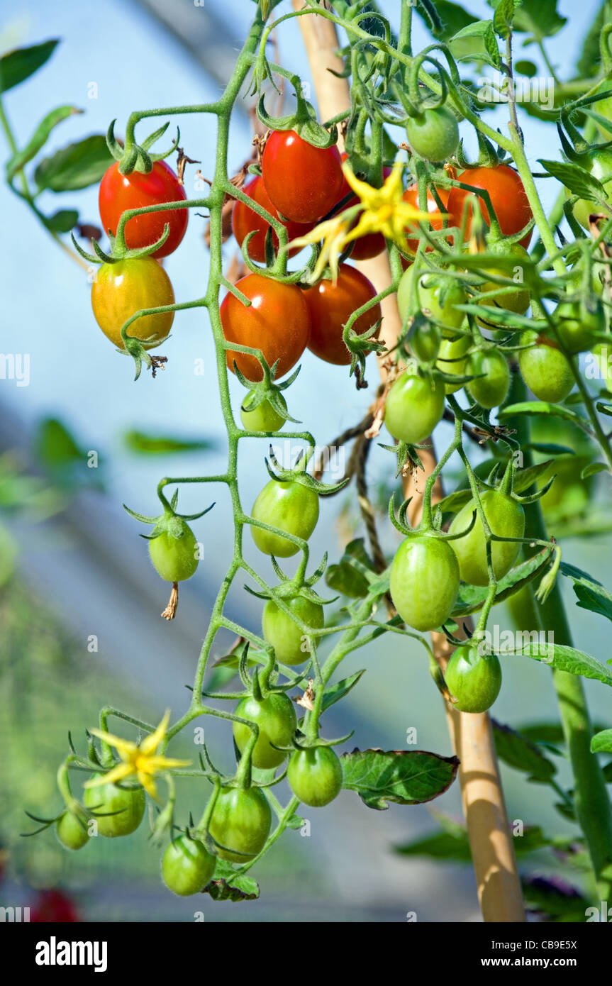 Trusses of 'Santa' baby plum tomatoes ripening on the vine in garden greenhouse, Cumbria, England, UK Stock Photo