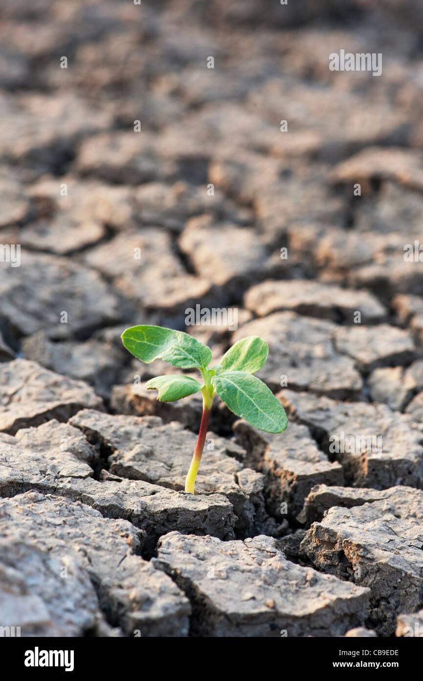 Plant seedling growing the the dry cracked earth in india Stock Photo