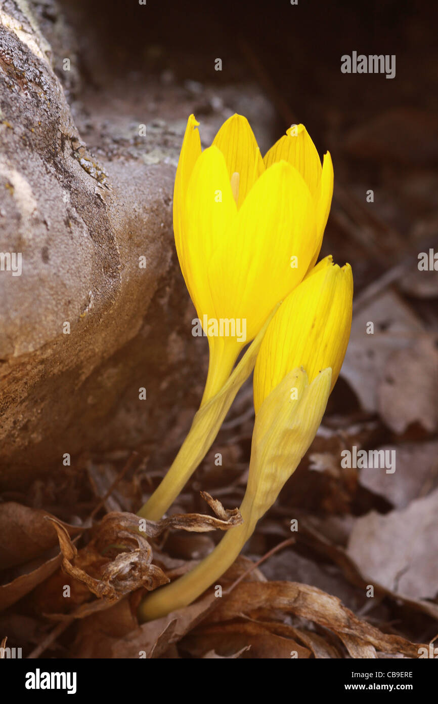 Israel, Golan Heights, Yellow Fall Daffodil (Sternbergia clusiana). Stock Photo
