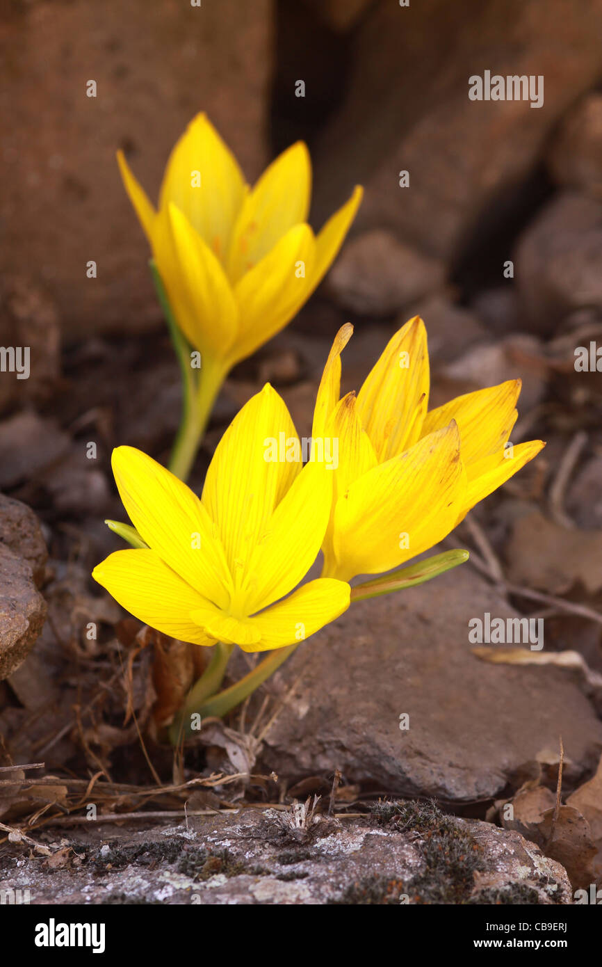 Israel, Golan Heights, Yellow Fall Daffodil (Sternbergia clusiana). Stock Photo