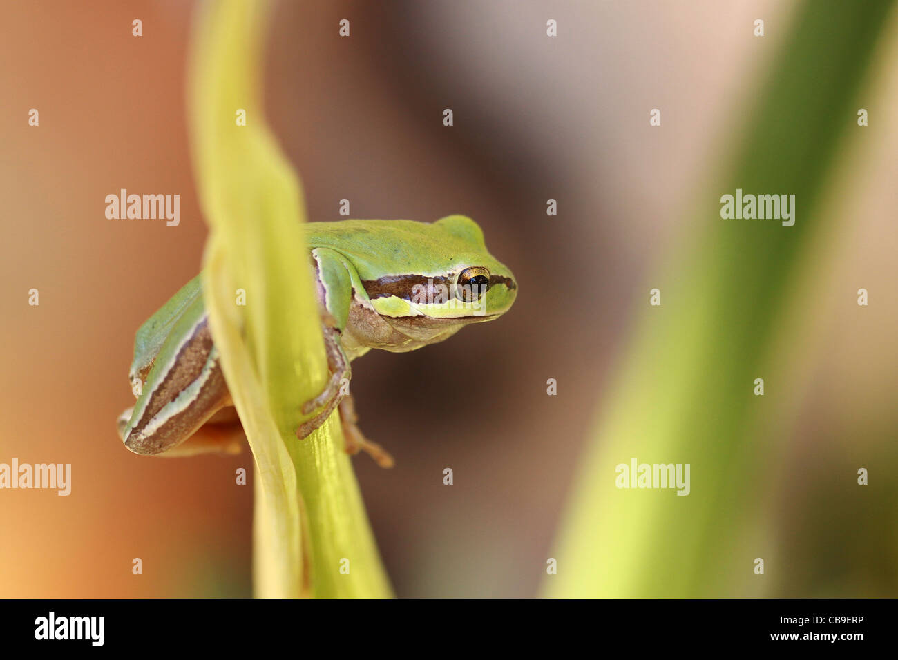 European tree frog, Hyla arborea, Photographed in Israel in October Stock Photo