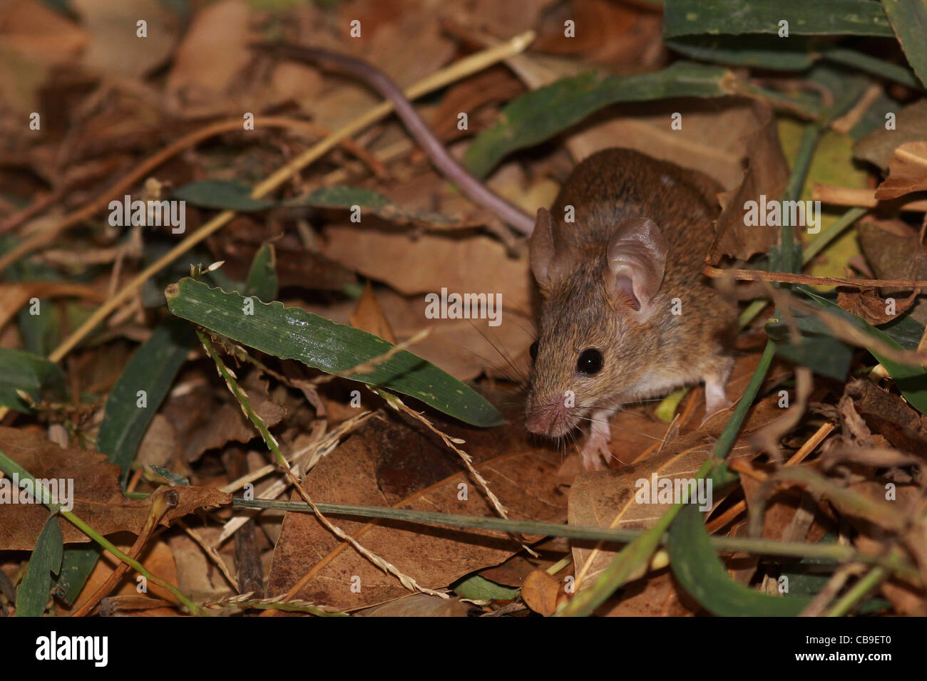 Rattus norvegicus. Brown rat looking for food. Stock Photo