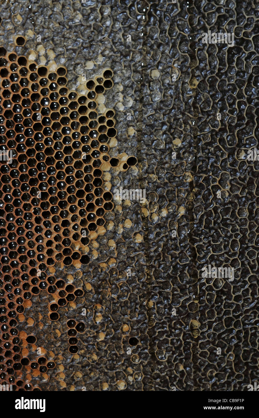 Honeycombs honeycomb hi-res stock photography and images - Alamy