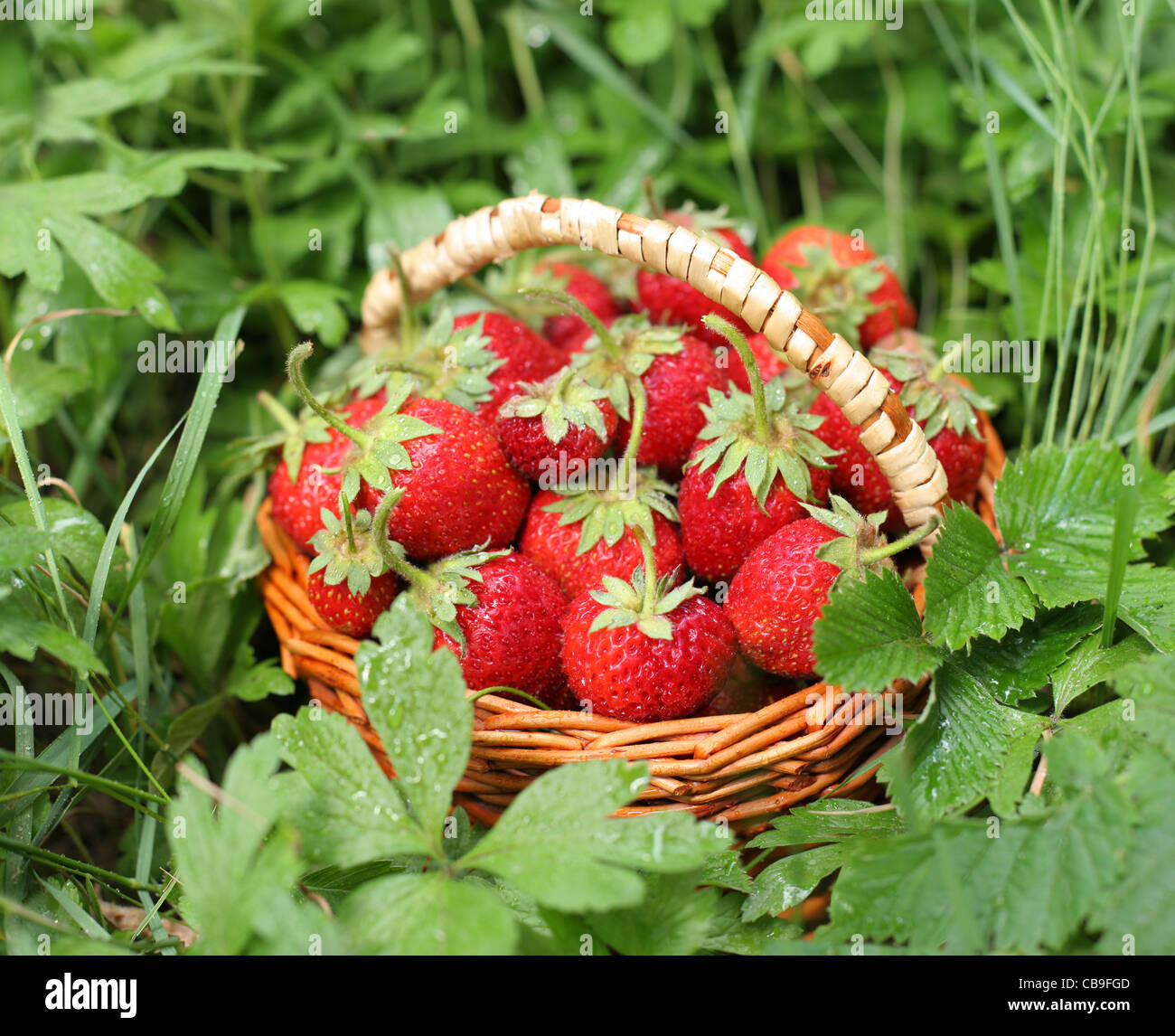 Wild strawberry basket hi-res stock photography and images - Alamy