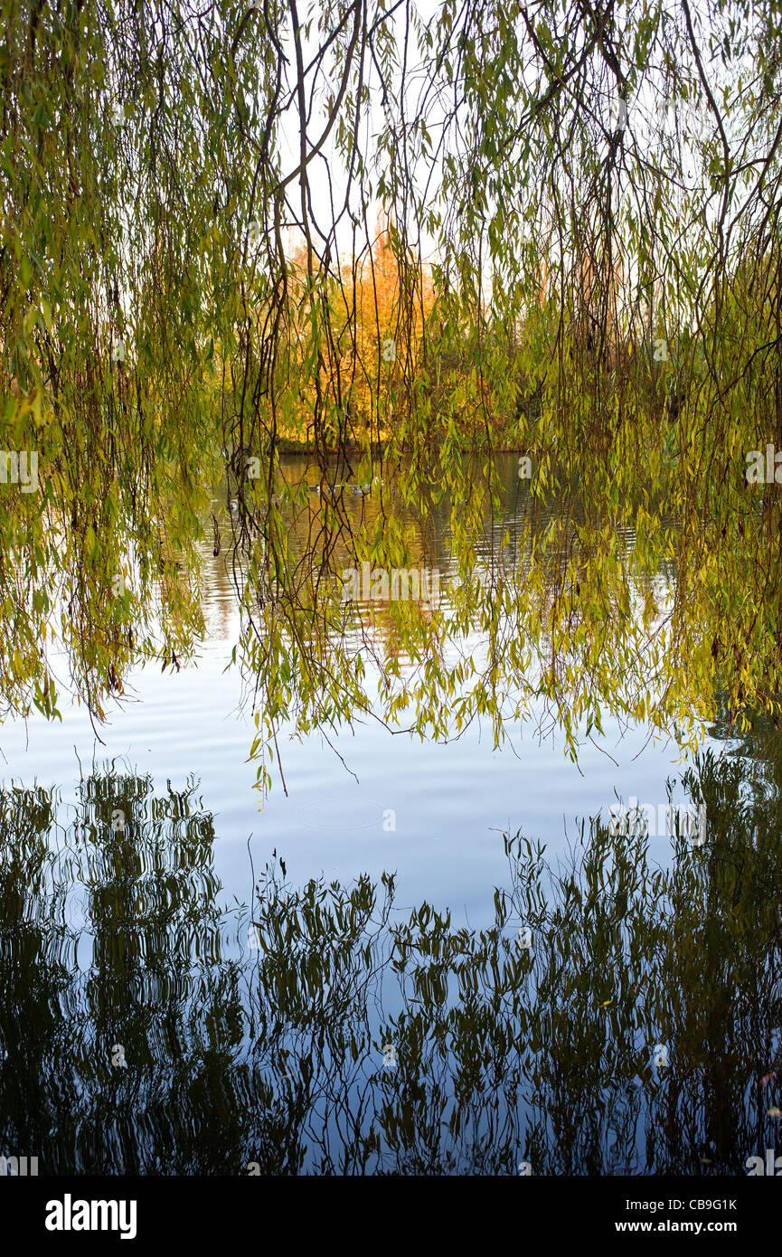 Willow leaves with hi-res stock photography and images - Alamy