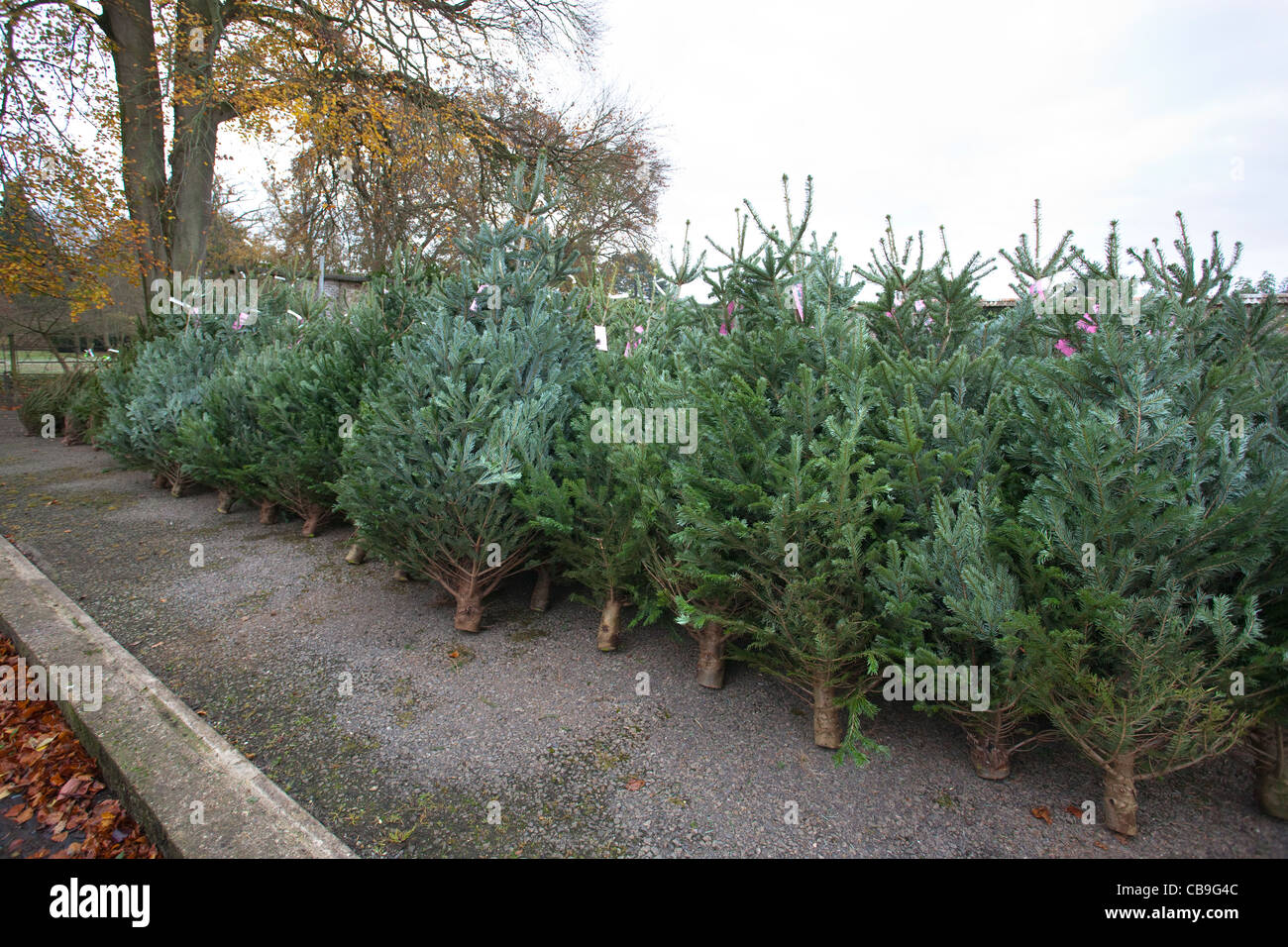 Christmas trees for sale at a garden centre Stock Photo Alamy