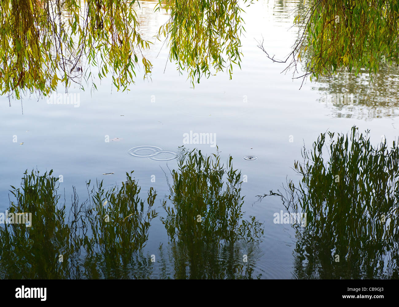 Willow tree leaves reflected in water Stock Photo Alamy