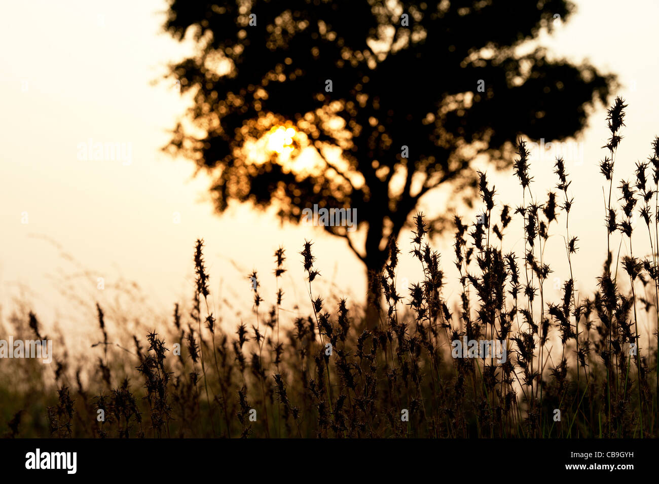 Indian tree and grasses in the countryside at sunset. Andhra Pradesh, India. Silhouette Stock Photo
