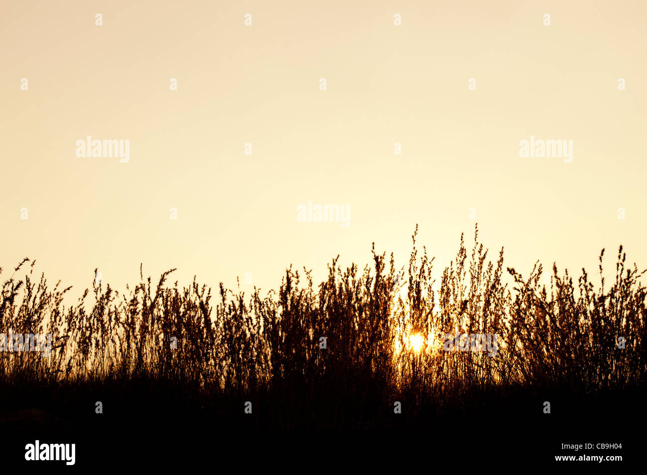 Indian grasses in the countryside at sunset. Andhra Pradesh, India. Silhouette Stock Photo