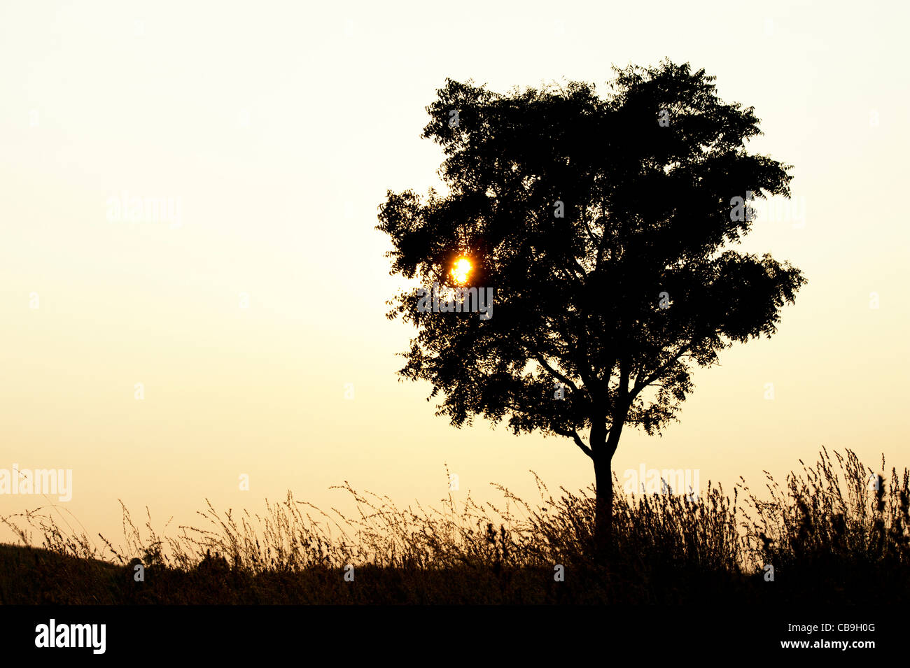 Indian tree and grasses in the countryside at sunset. Andhra Pradesh, India. Silhouette Stock Photo