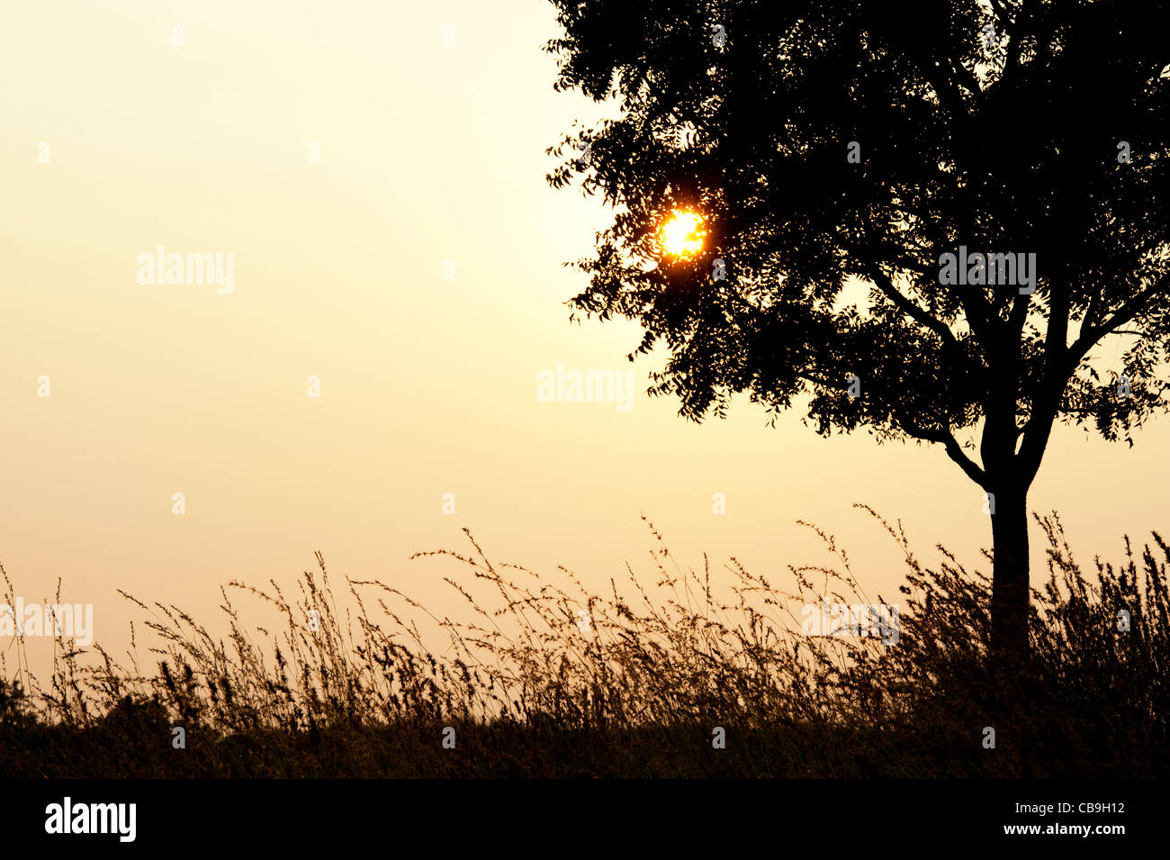 Indian tree and grasses in the countryside at sunset. Andhra Pradesh, India. Silhouette Stock Photo