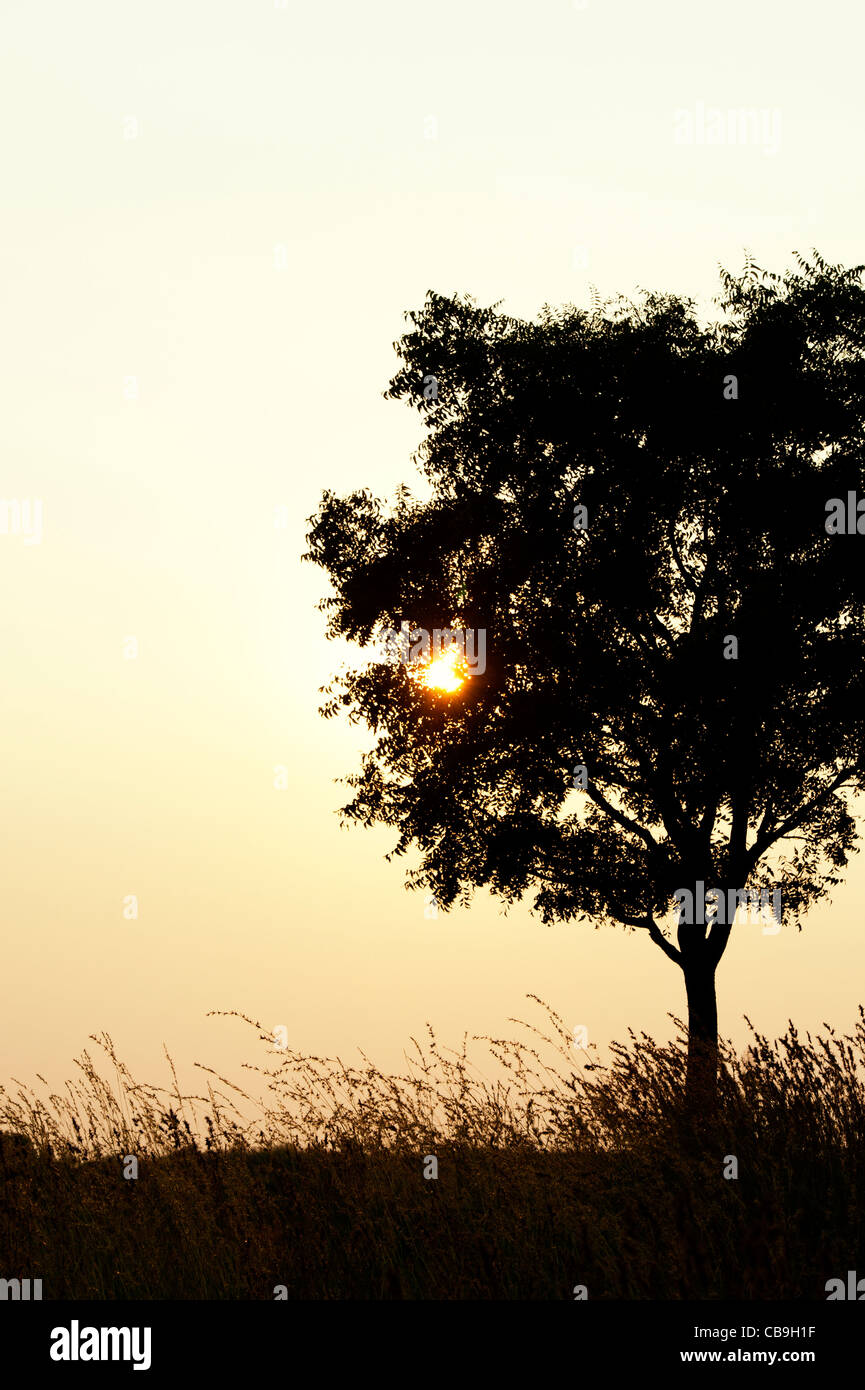 Indian tree and grasses in the countryside at sunset. Andhra Pradesh, India. Silhouette Stock Photo
