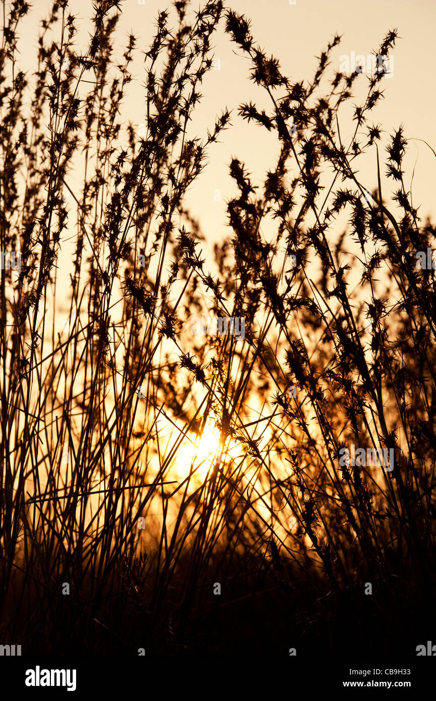 Indian grasses in the countryside at sunset. Andhra Pradesh, India. Silhouette Stock Photo