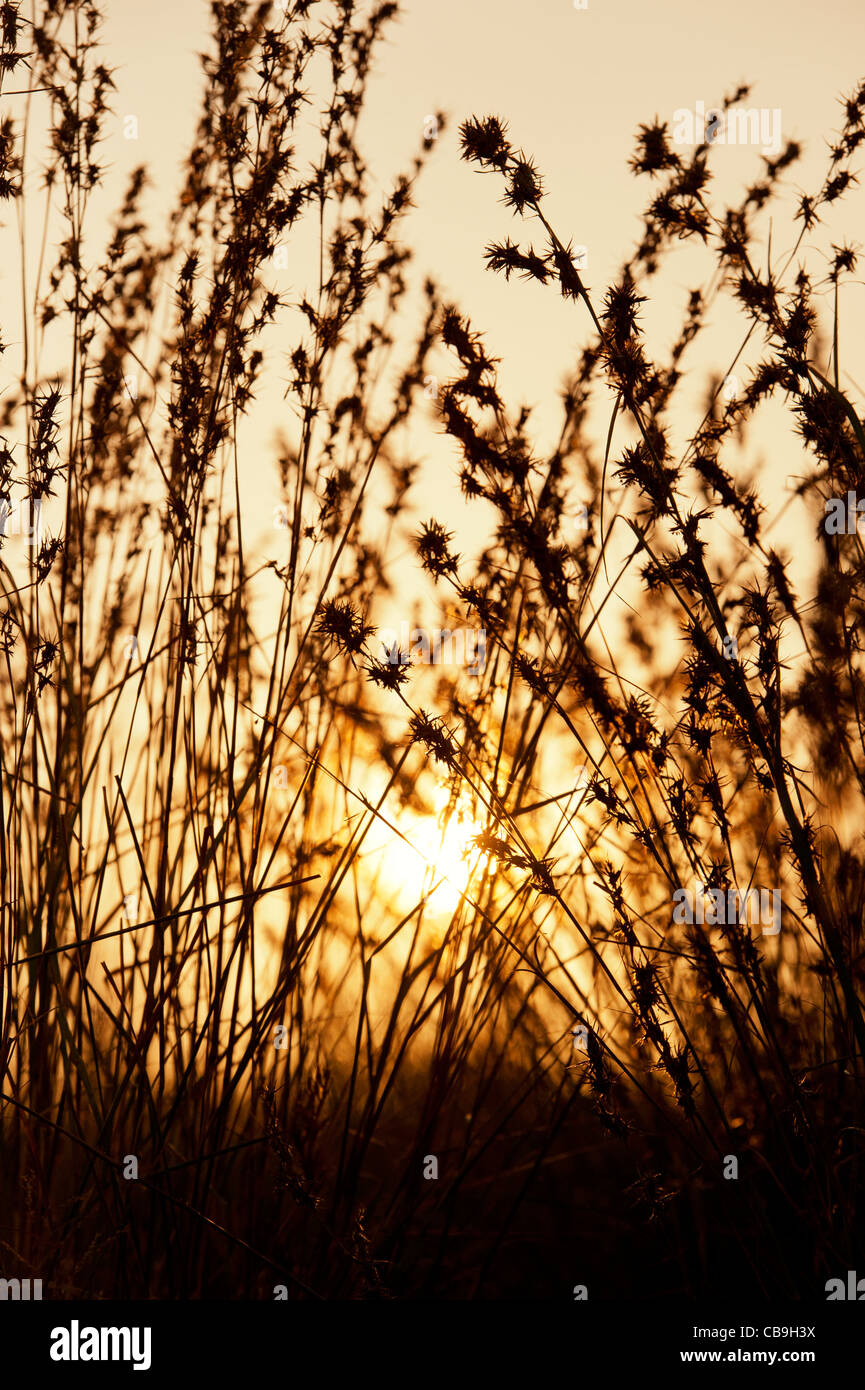 Indian grasses in the countryside at sunset. Andhra Pradesh, India. Silhouette Stock Photo