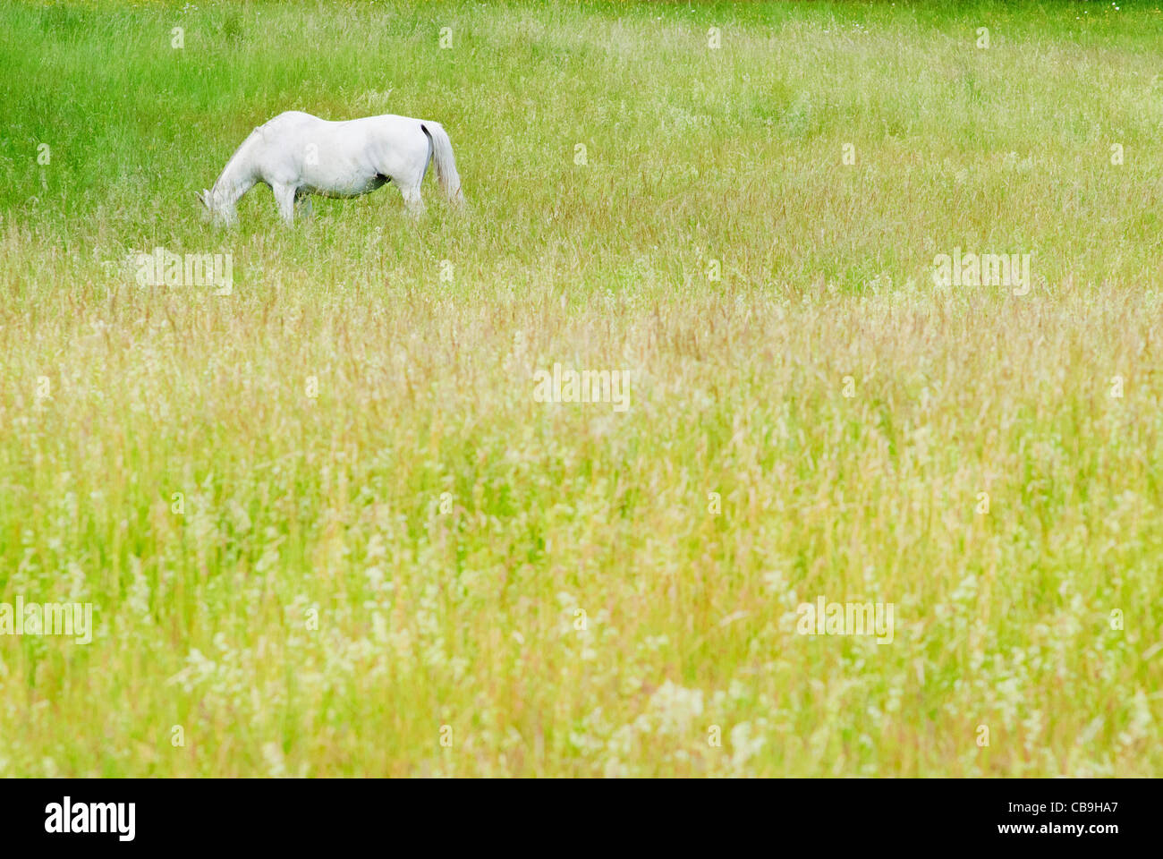 White horse in a meadow Stock Photo - Alamy