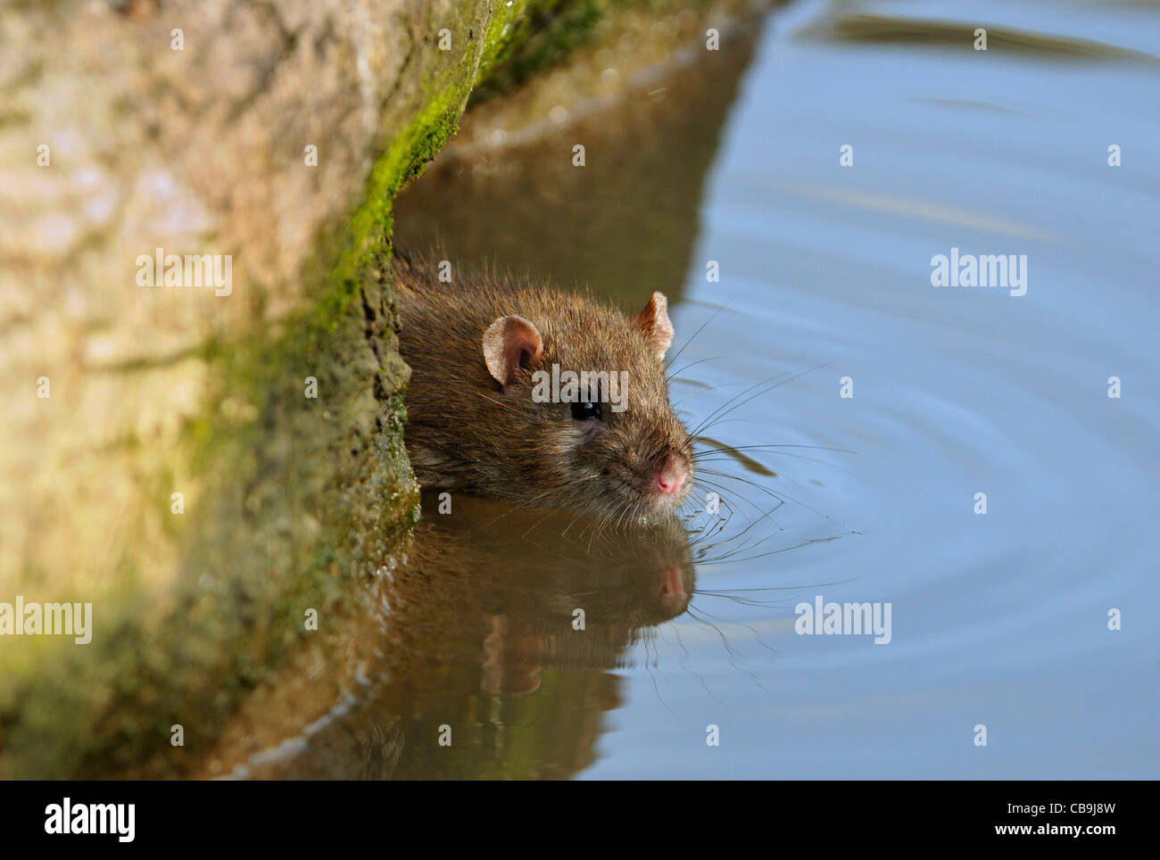 British water rat hires stock photography and images Alamy