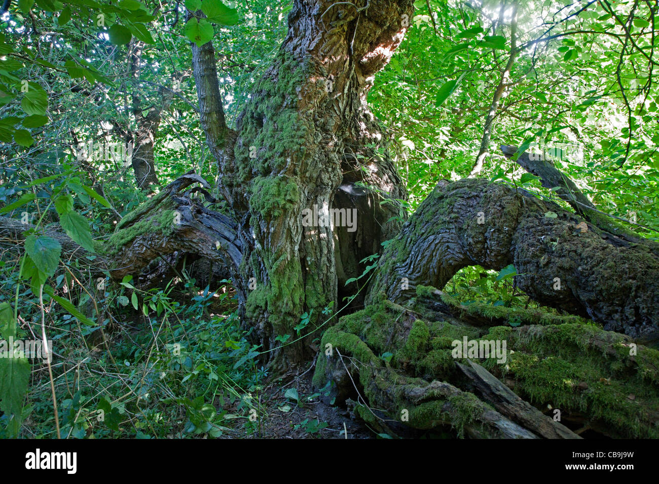 mulberry tree - very old morus nigra Stock Photo