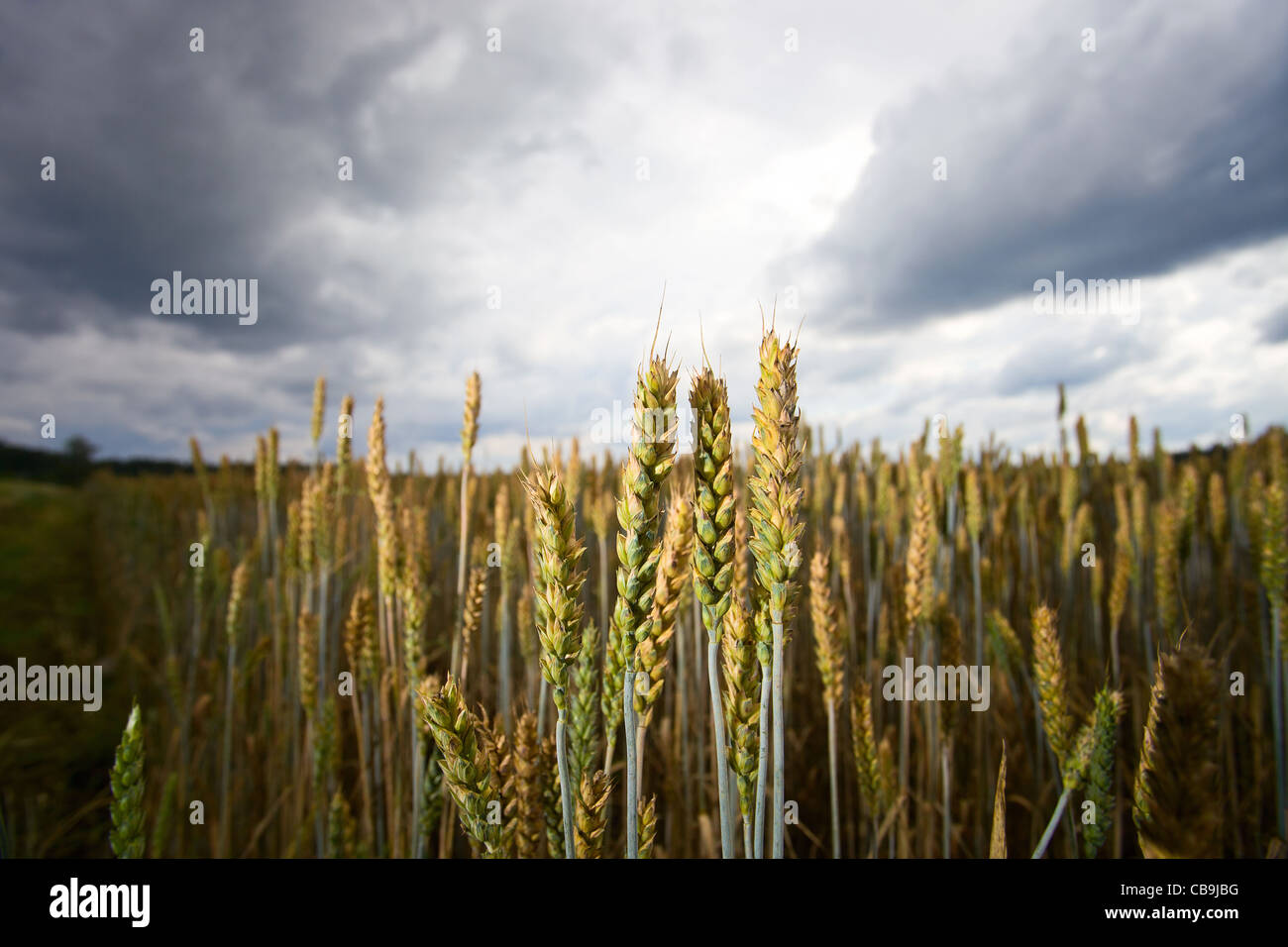 cereal field in cloudy day Stock Photo - Alamy