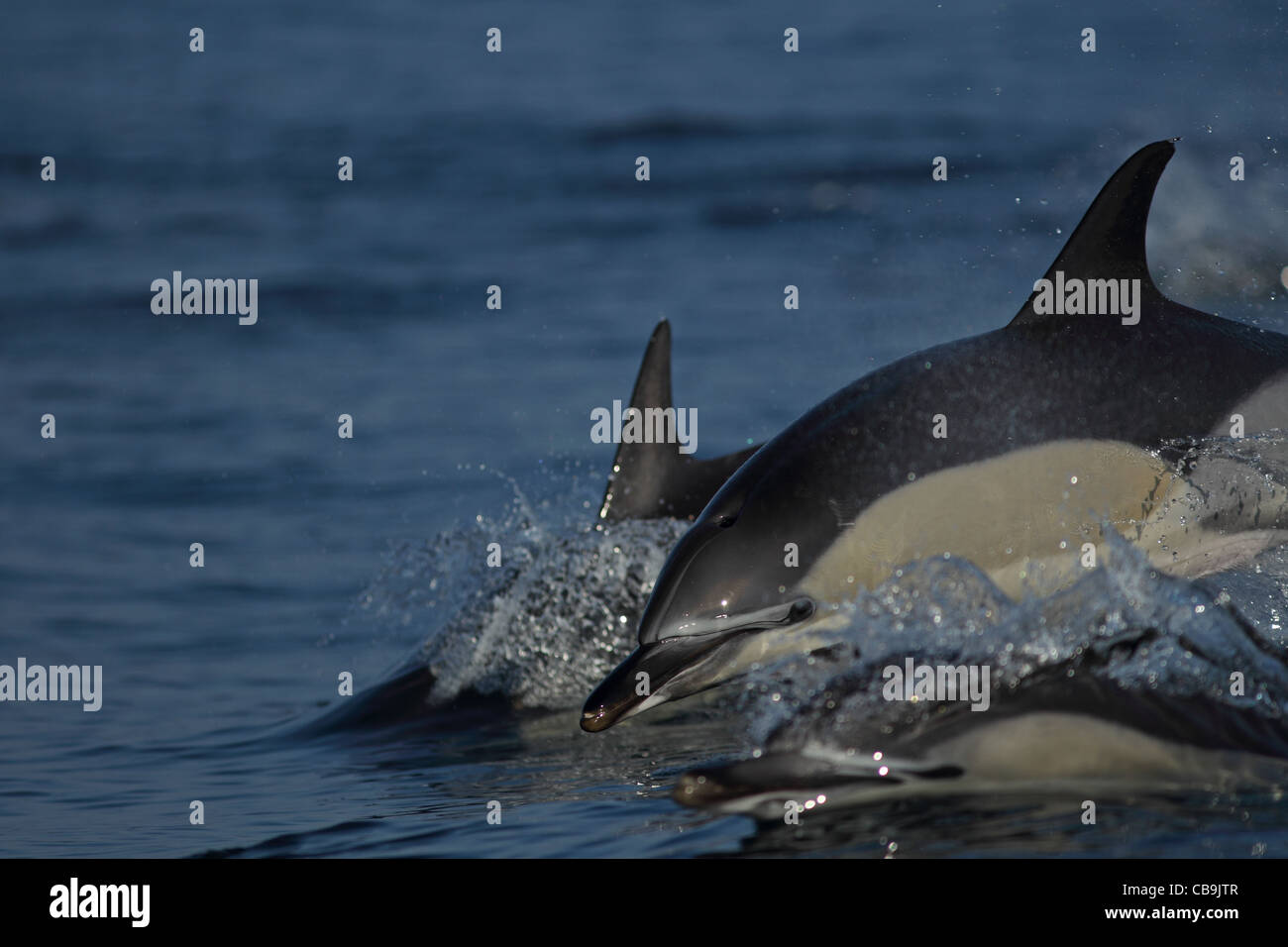 Common Dolphins (Delphinus delphis) Stock Photo