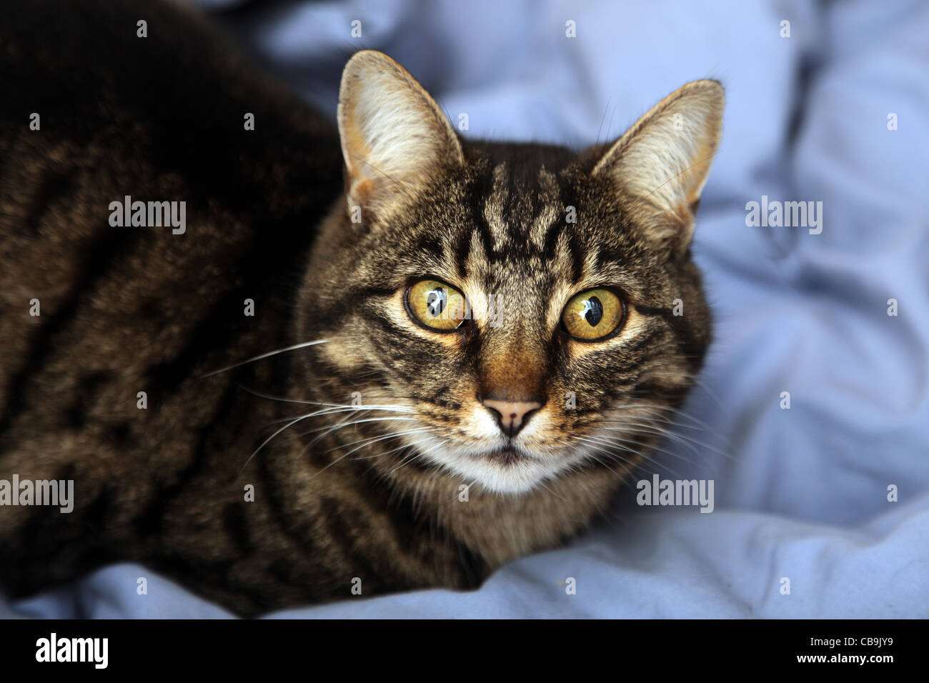 female tabby cat Stock Photo