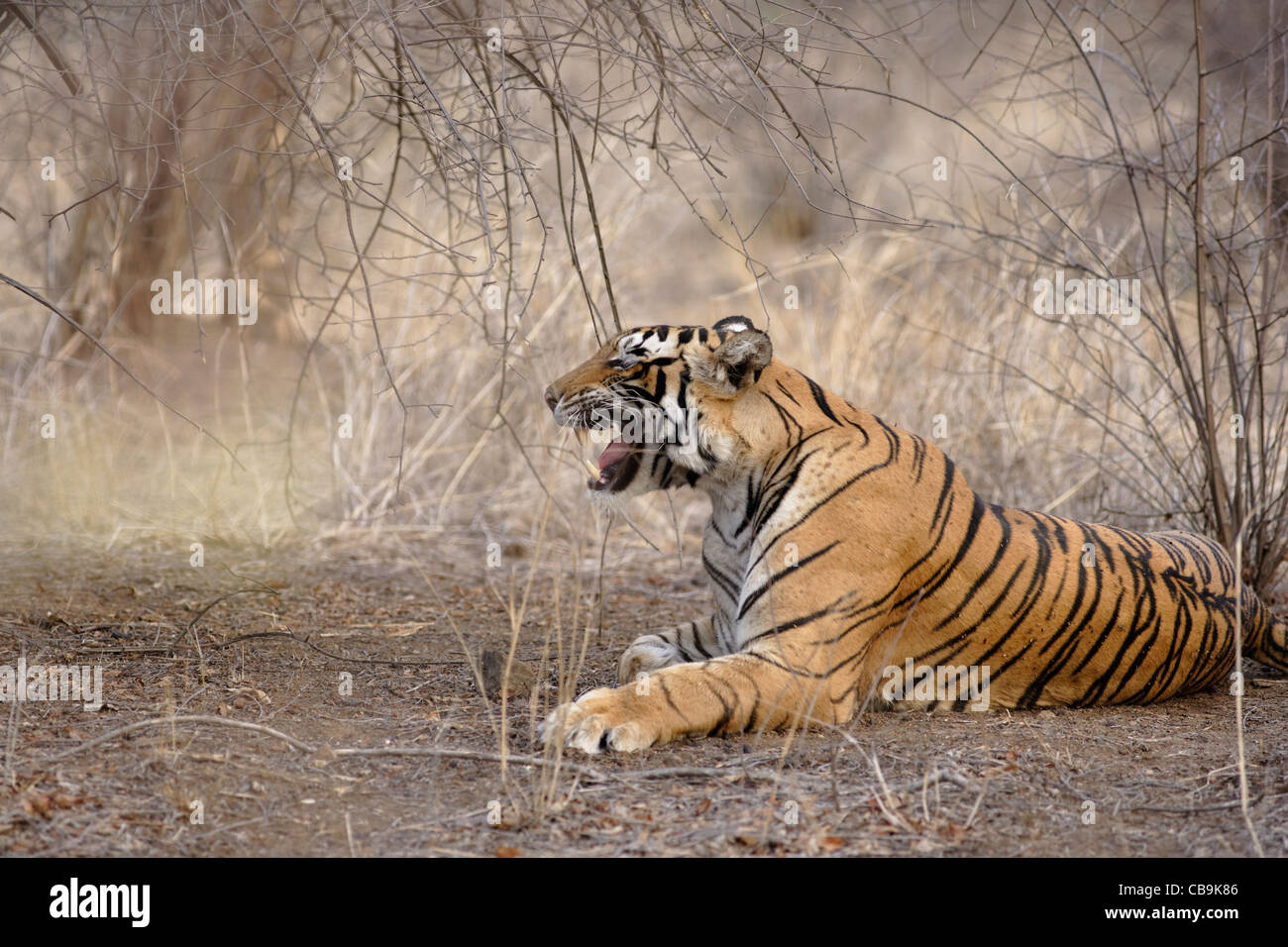 A Bengal Tiger Roaring in the wild forest of Ranthambhore, Rajasthan, India. ( Panthera Tigris ) Stock Photo