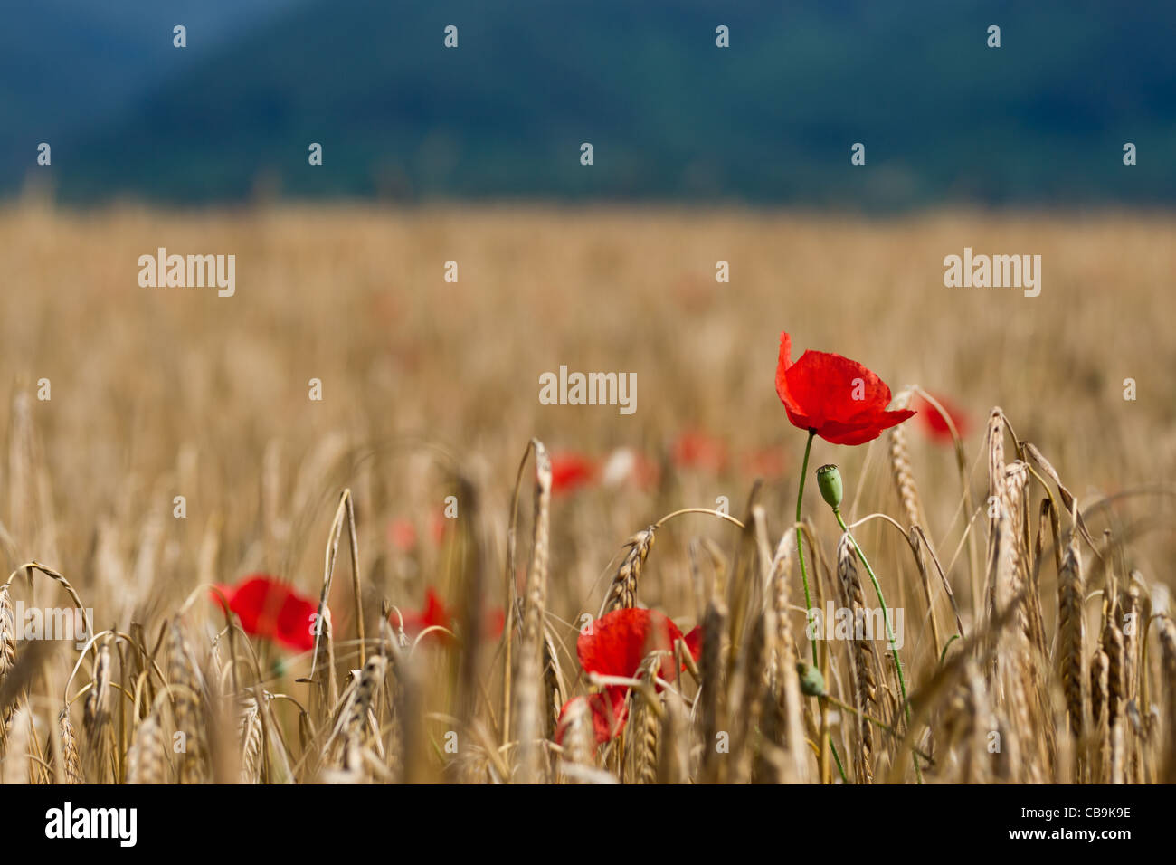 Poppies in the field of ripe wheat Stock Photo - Alamy
