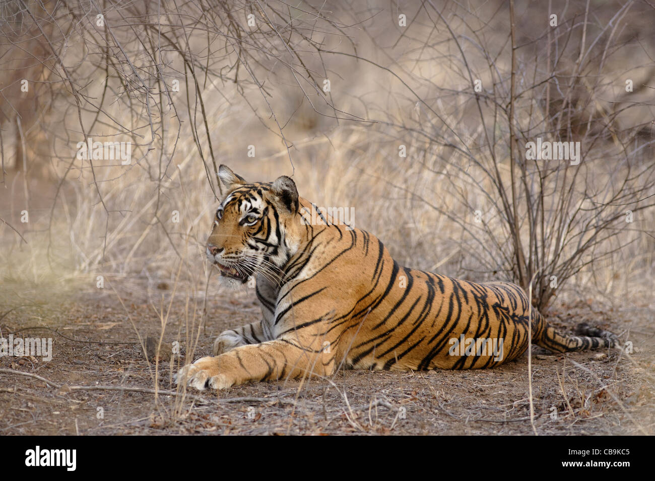 Bengal Tiger [ T41 ] in the wild forest of Ranthambhore Tiger Reserve, Rajasthan , India. ( Panthera Tigris ) Stock Photo