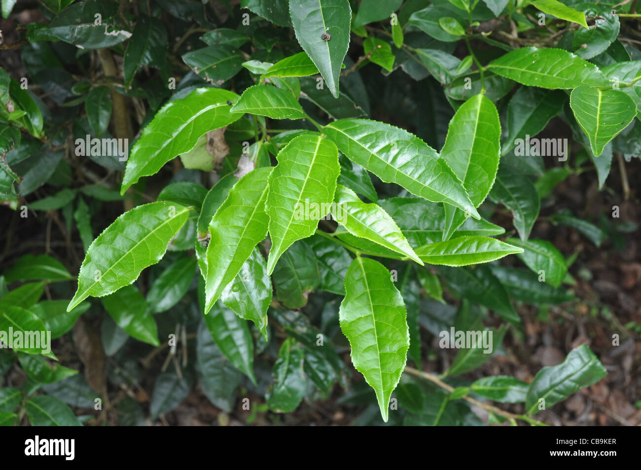tea cultivation in south india Stock Photo - Alamy