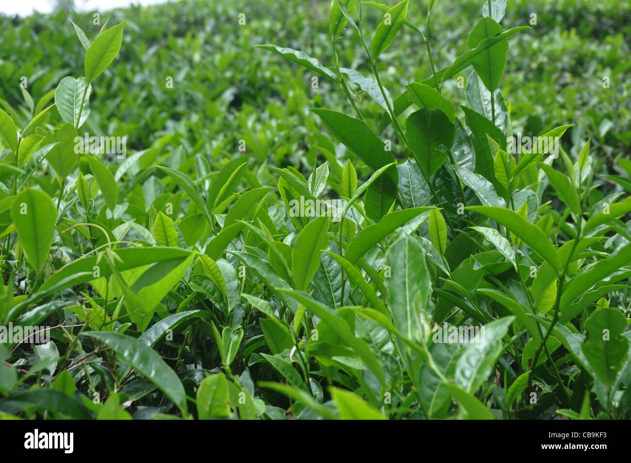 tea cultivation in south india Stock Photo - Alamy