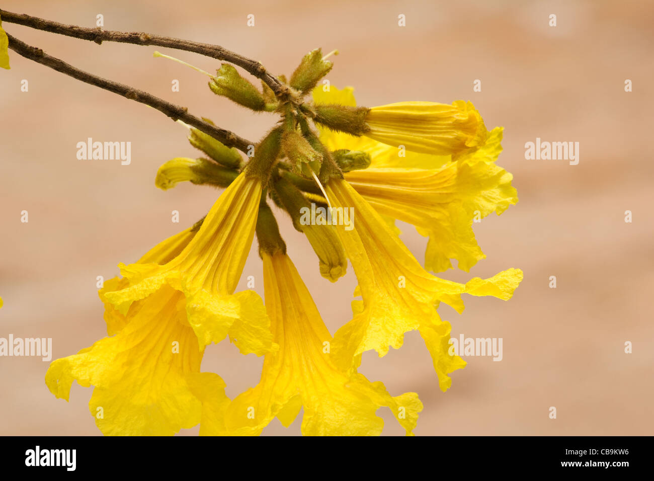 Tabebuia chrysotricha Golden trumpet tree flowers Stock Photo Alamy