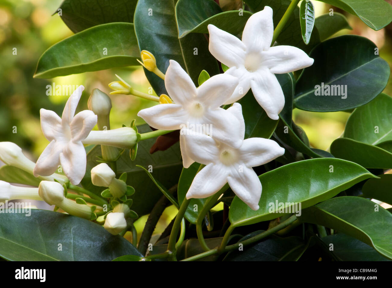 Close-up of Madagascar jasmine (Stephanotis floribunda) on vine Stock
