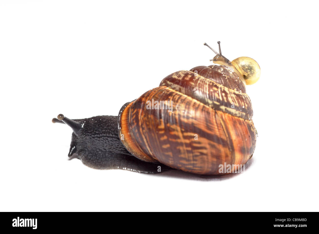 small snail riding on top of the house of a large snail Stock Photo