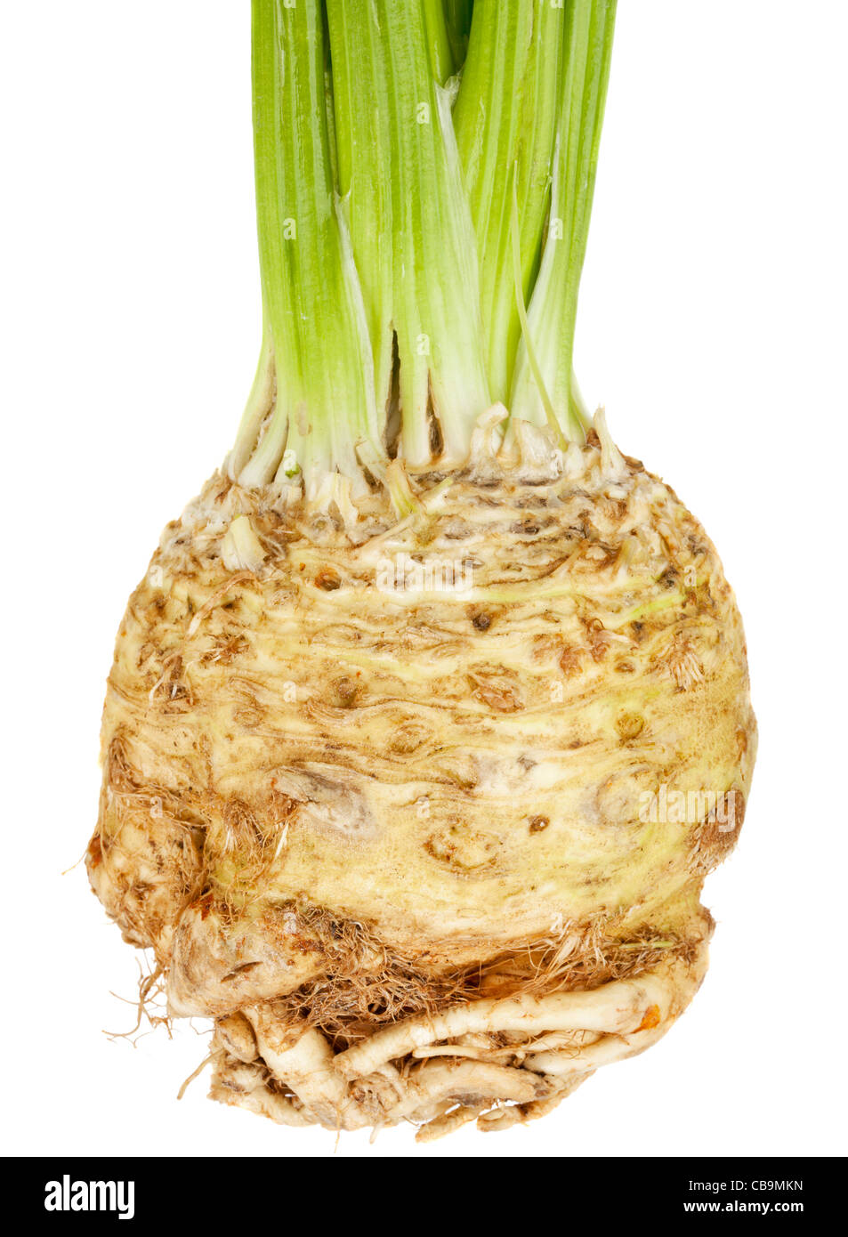celery root (celeriac) isolated on white Stock Photo