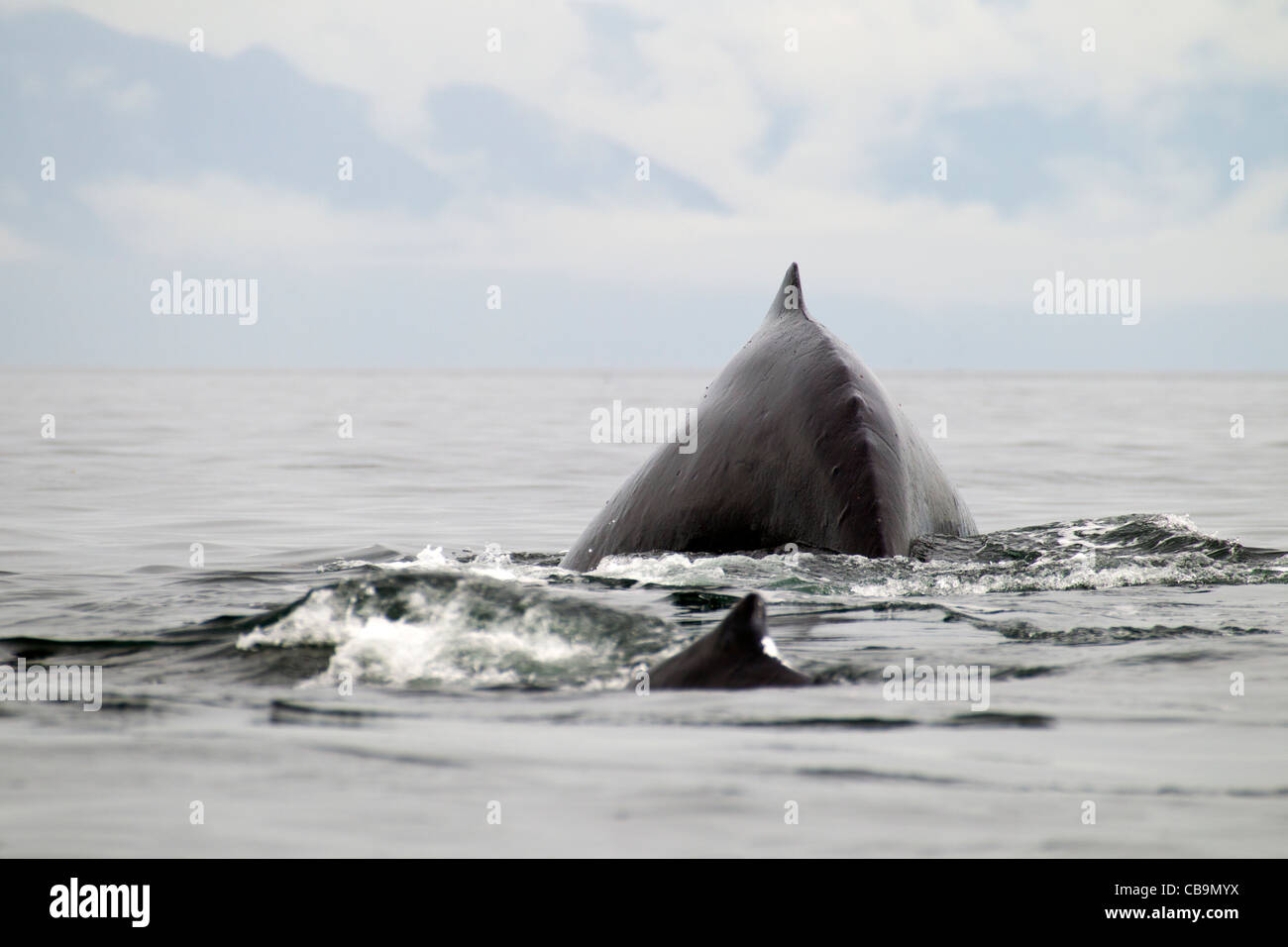 Humpback whale with calf High Resolution Stock Photography and Images ...